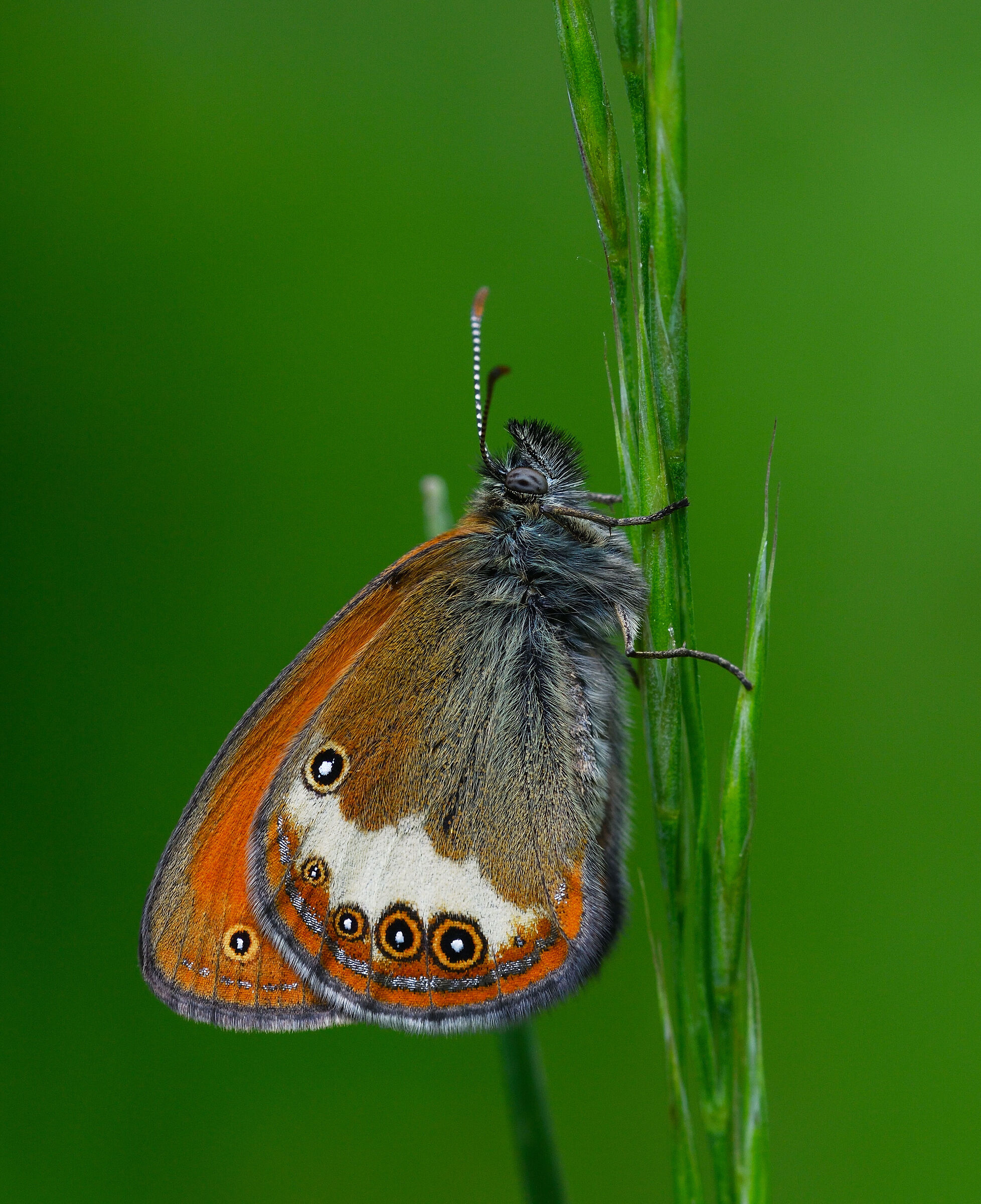 coenonympha arcania