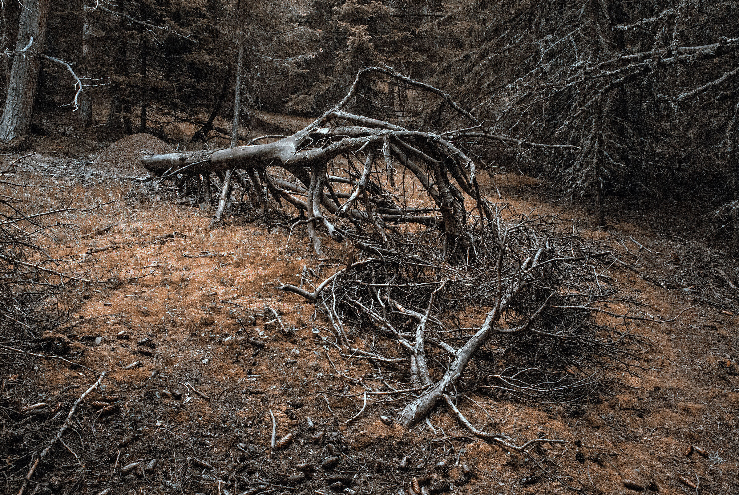 death in the undergrowth - Vetan