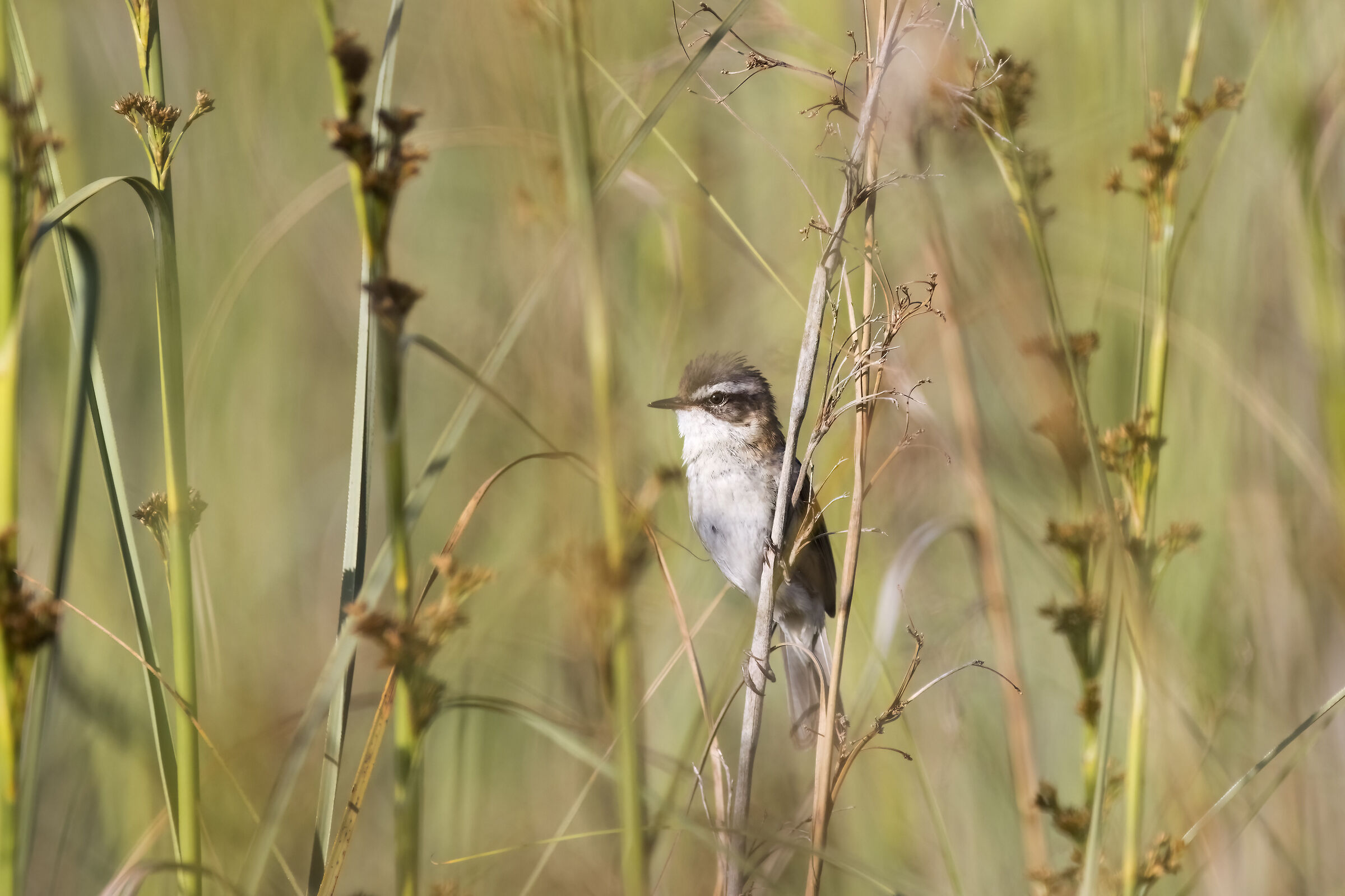 Forapaglie castagnolo