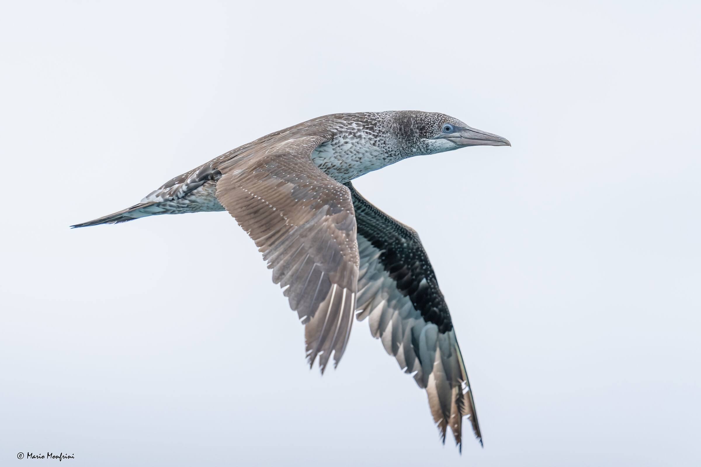 Immature gannet