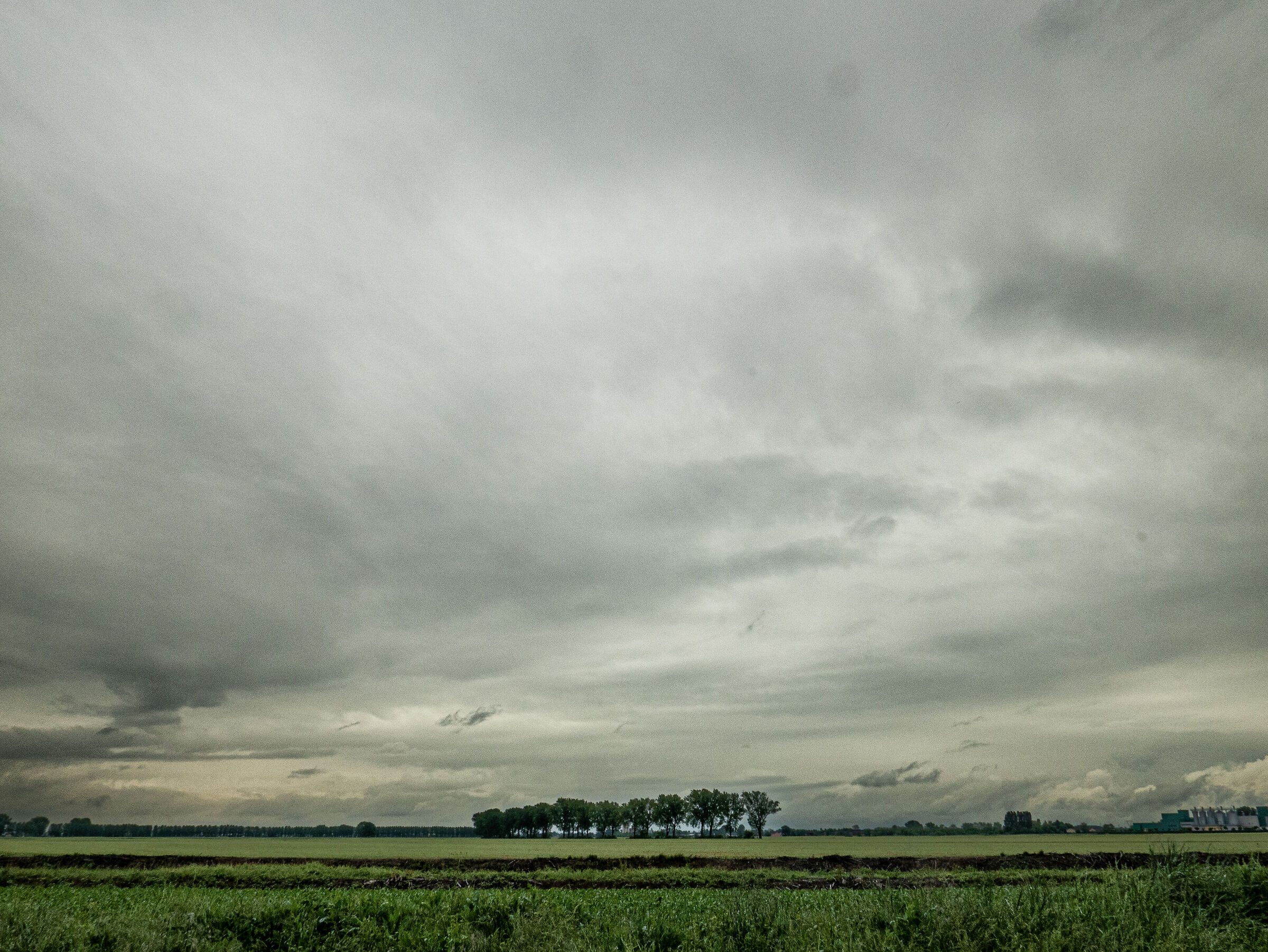 Rice fields in the Mantuan plain