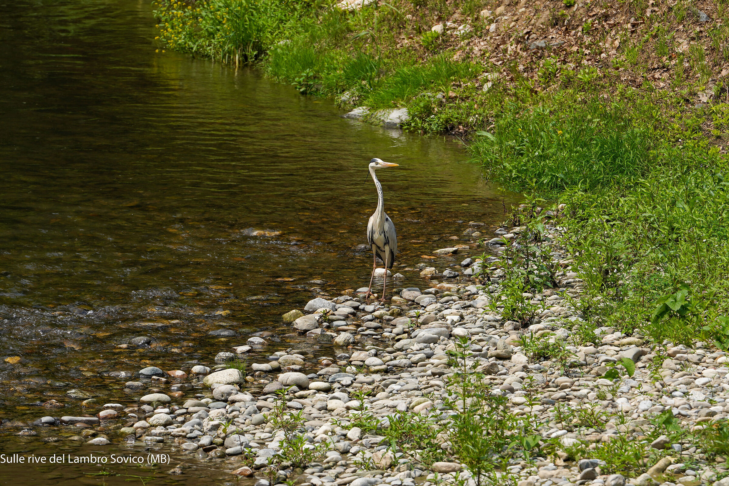 Heron on the banks of the Lambro 01