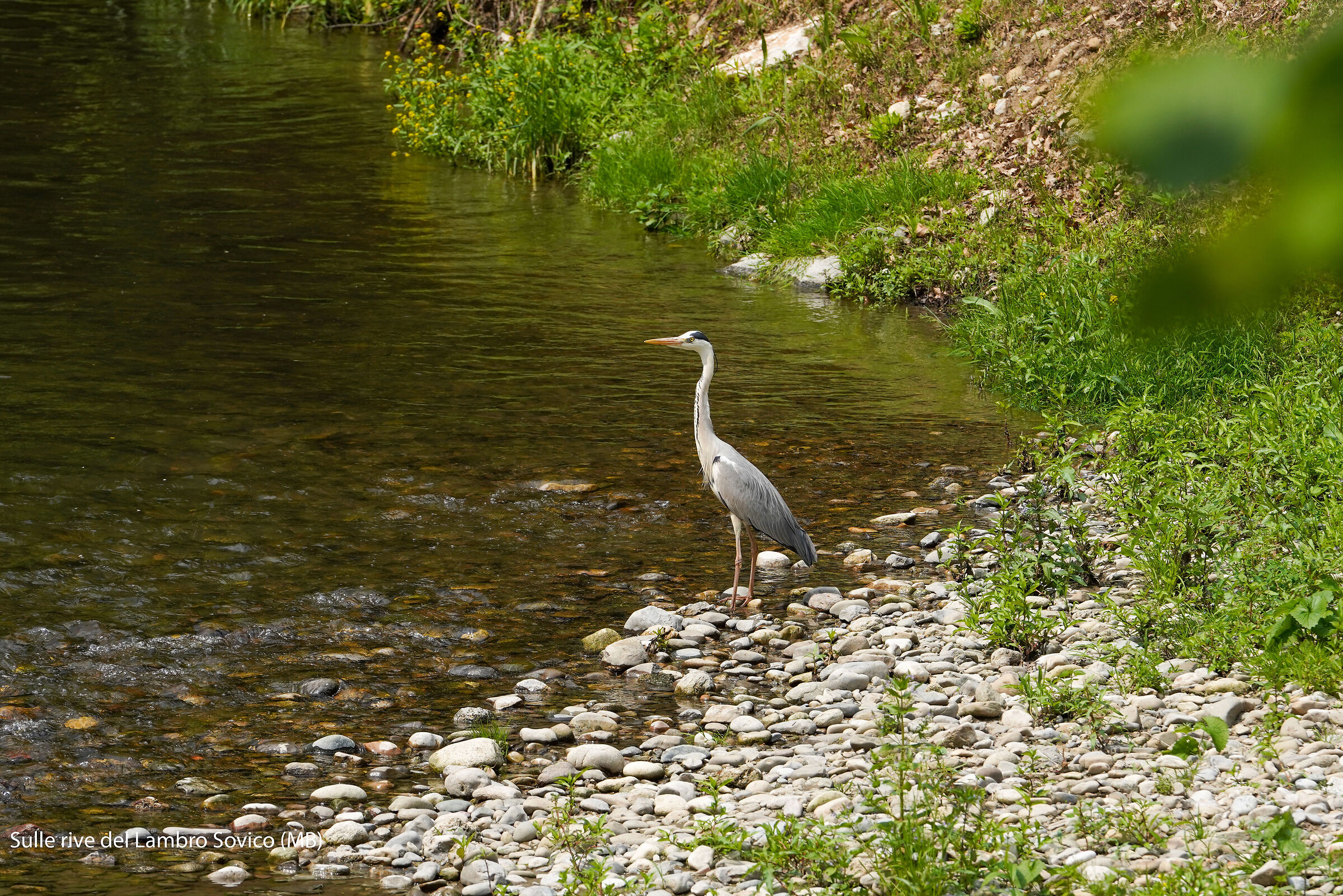 Heron on the banks of the Lambro 02