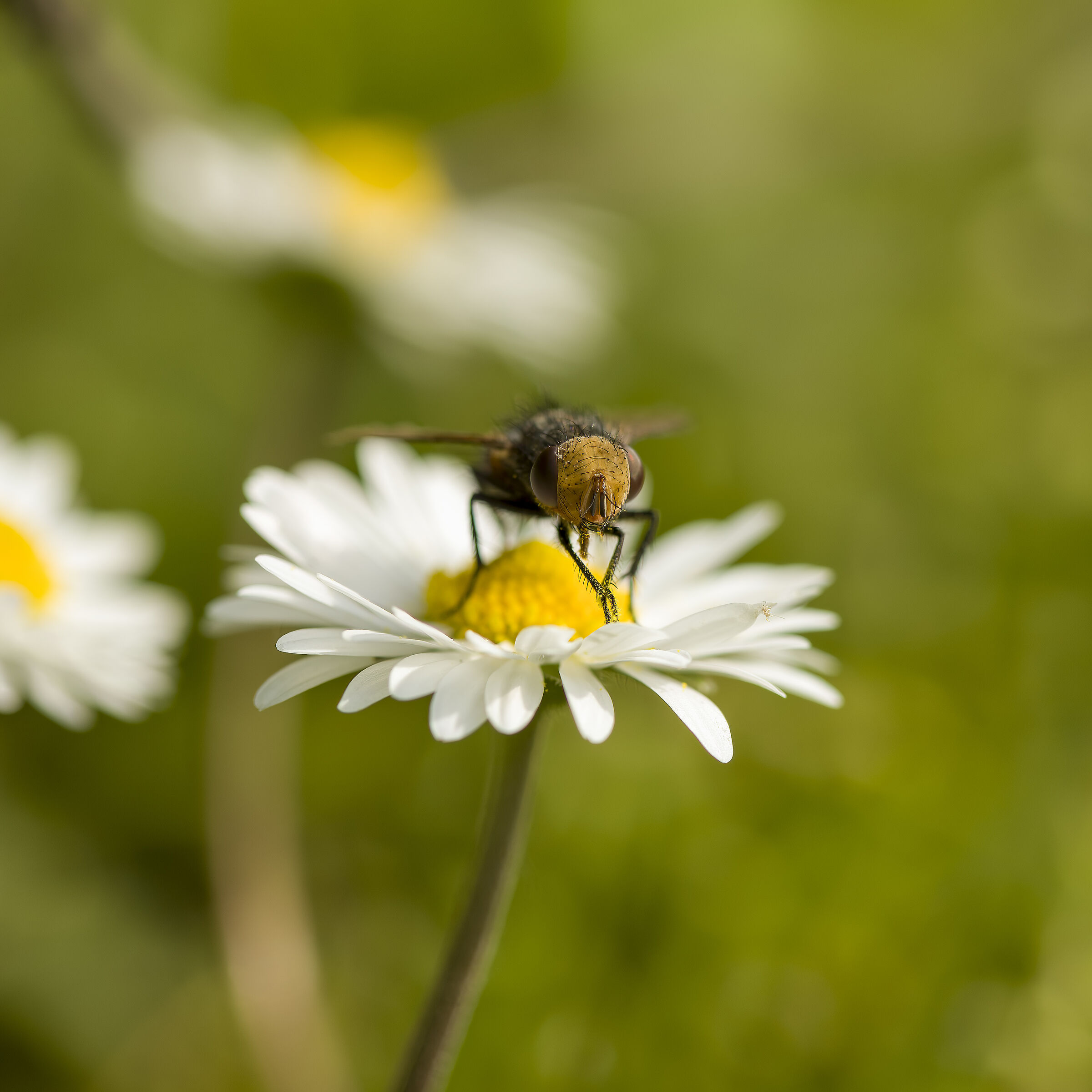 mosca gonia