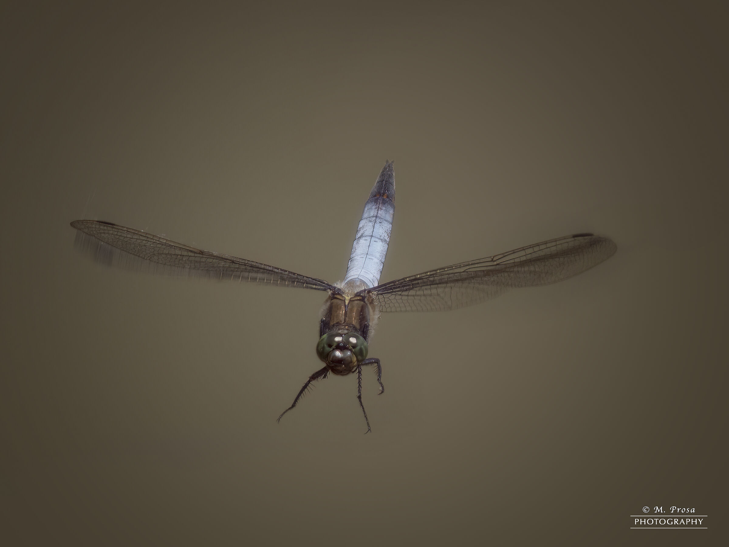 Dragonfly