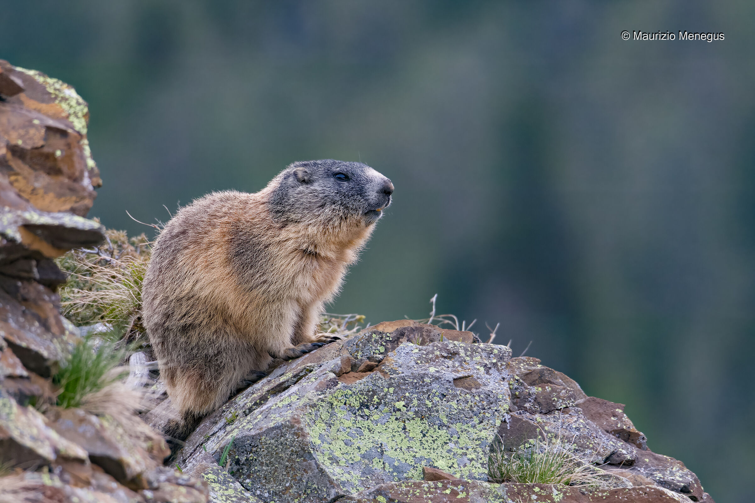 Marmotta Maggio 2020 - Dolomiti