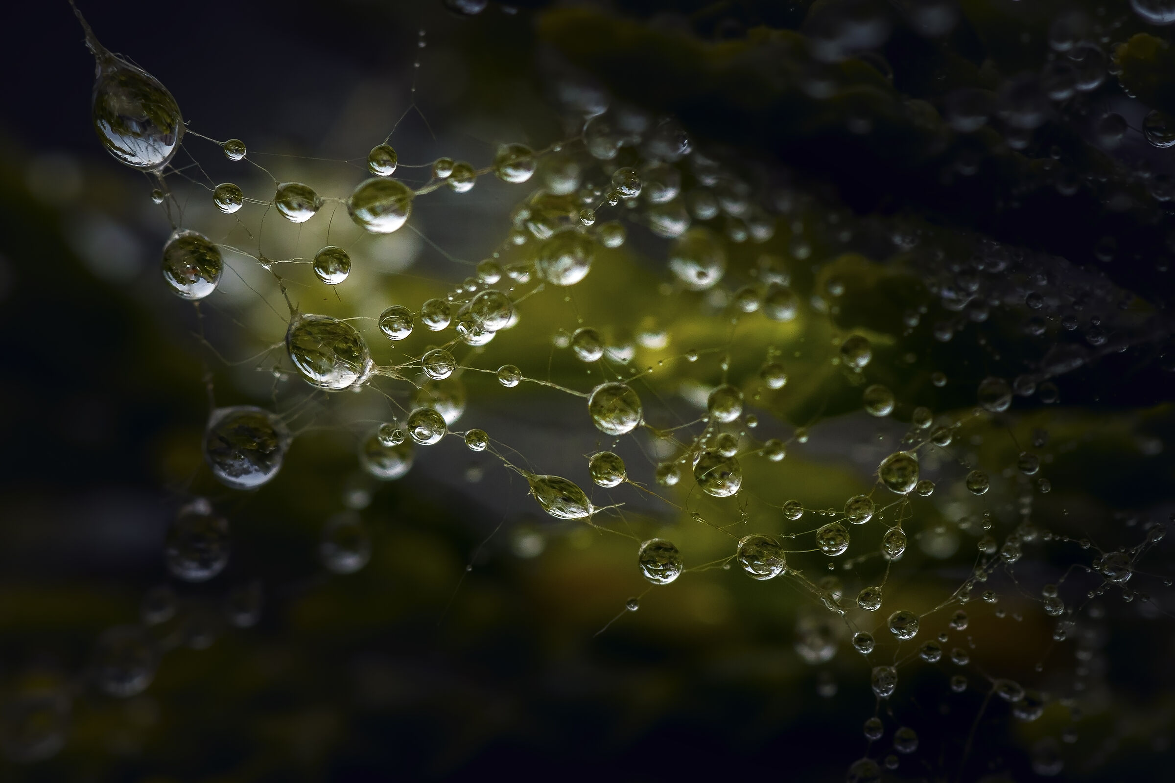 Una piccolissima ragnatela