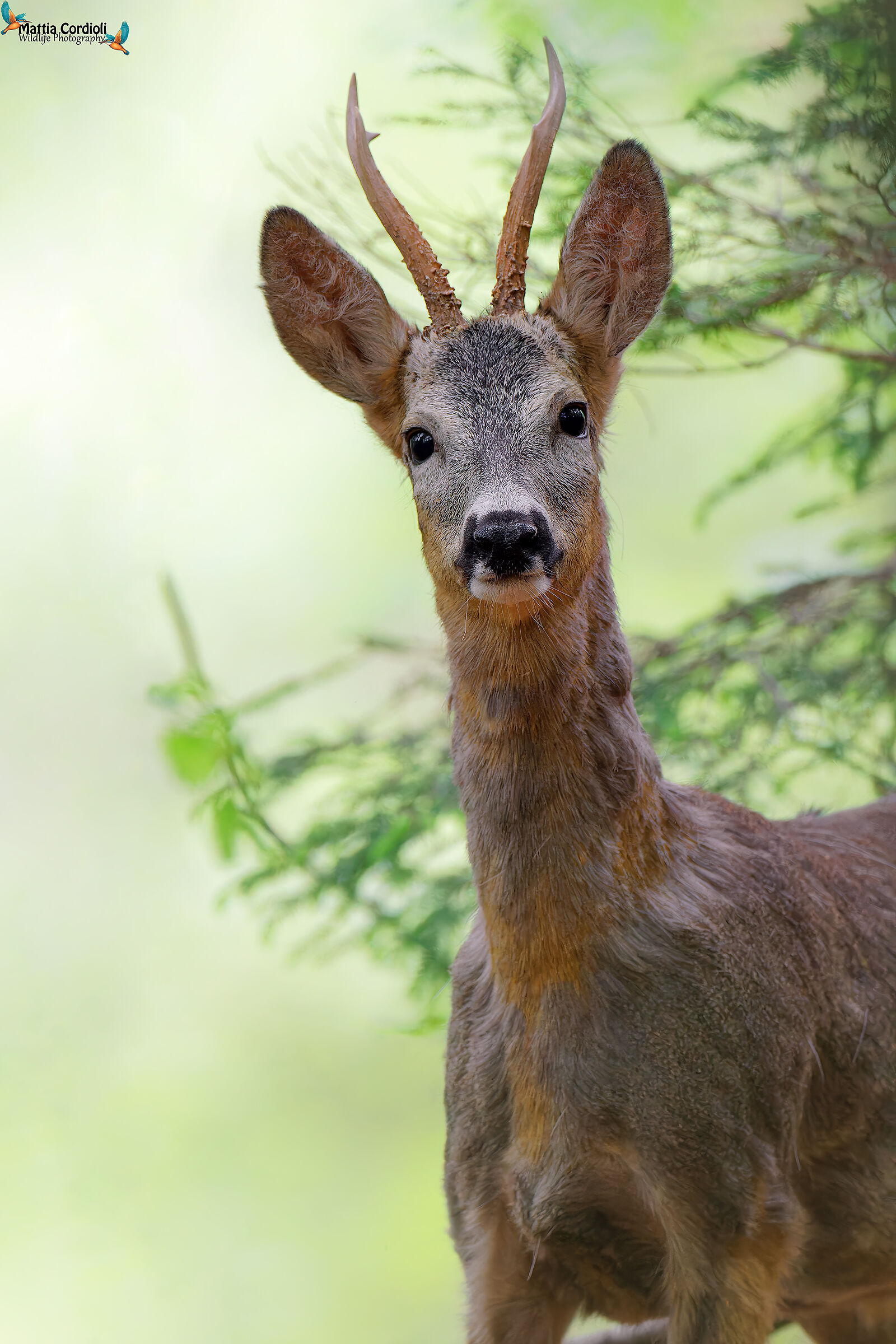 Roe deer