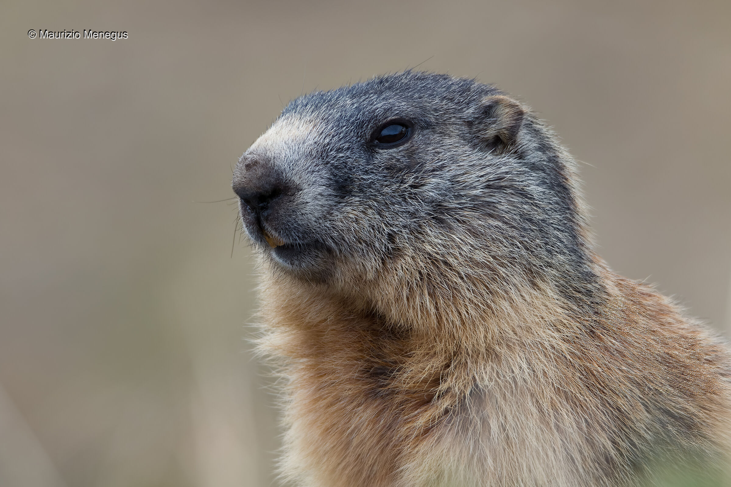 Marmotta Maggio 2020 - Dolomiti