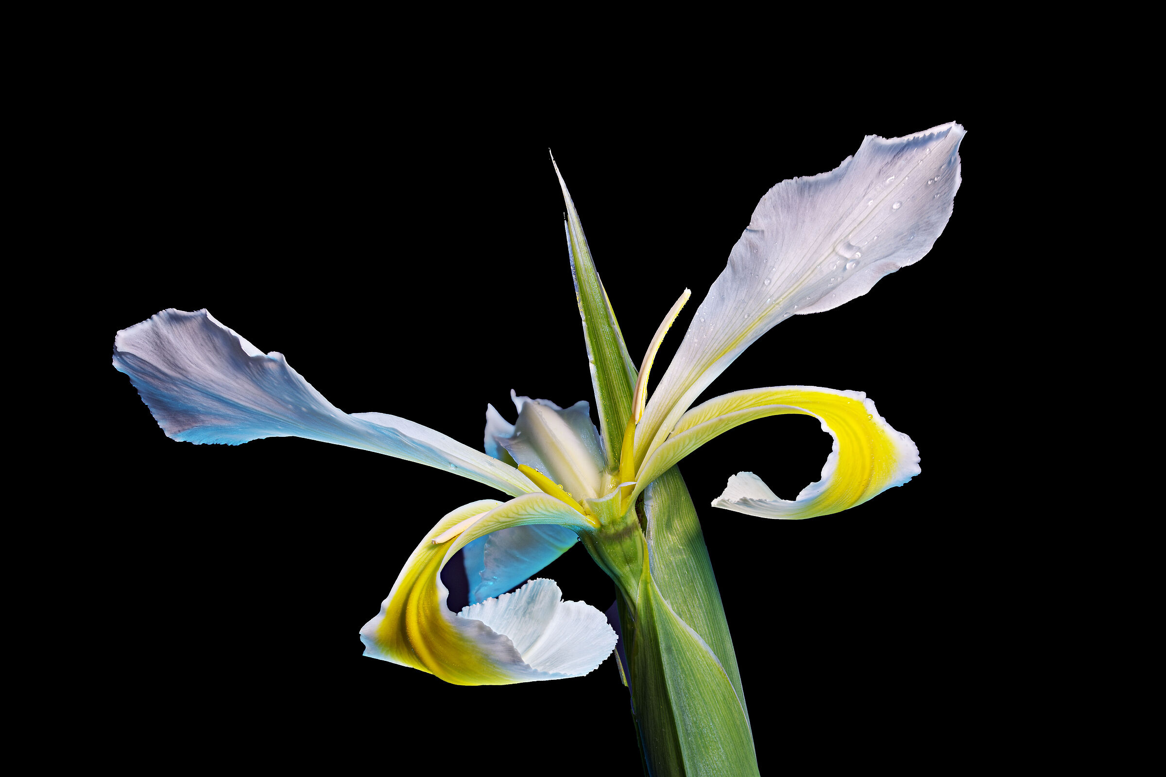 Giaggiolo inglese...