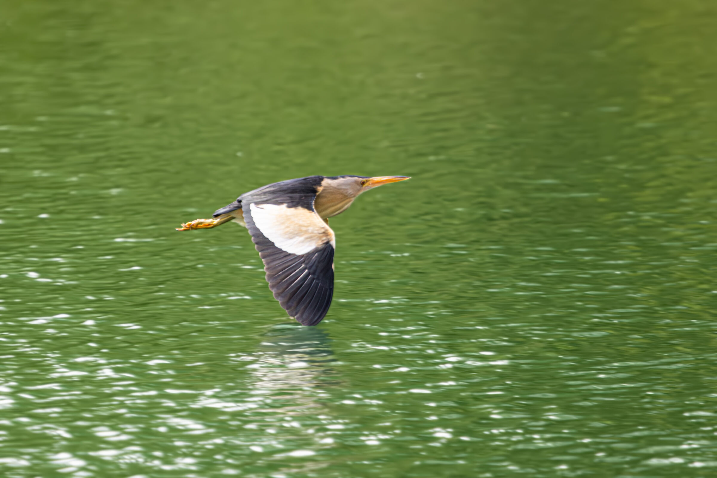 Little bittern
