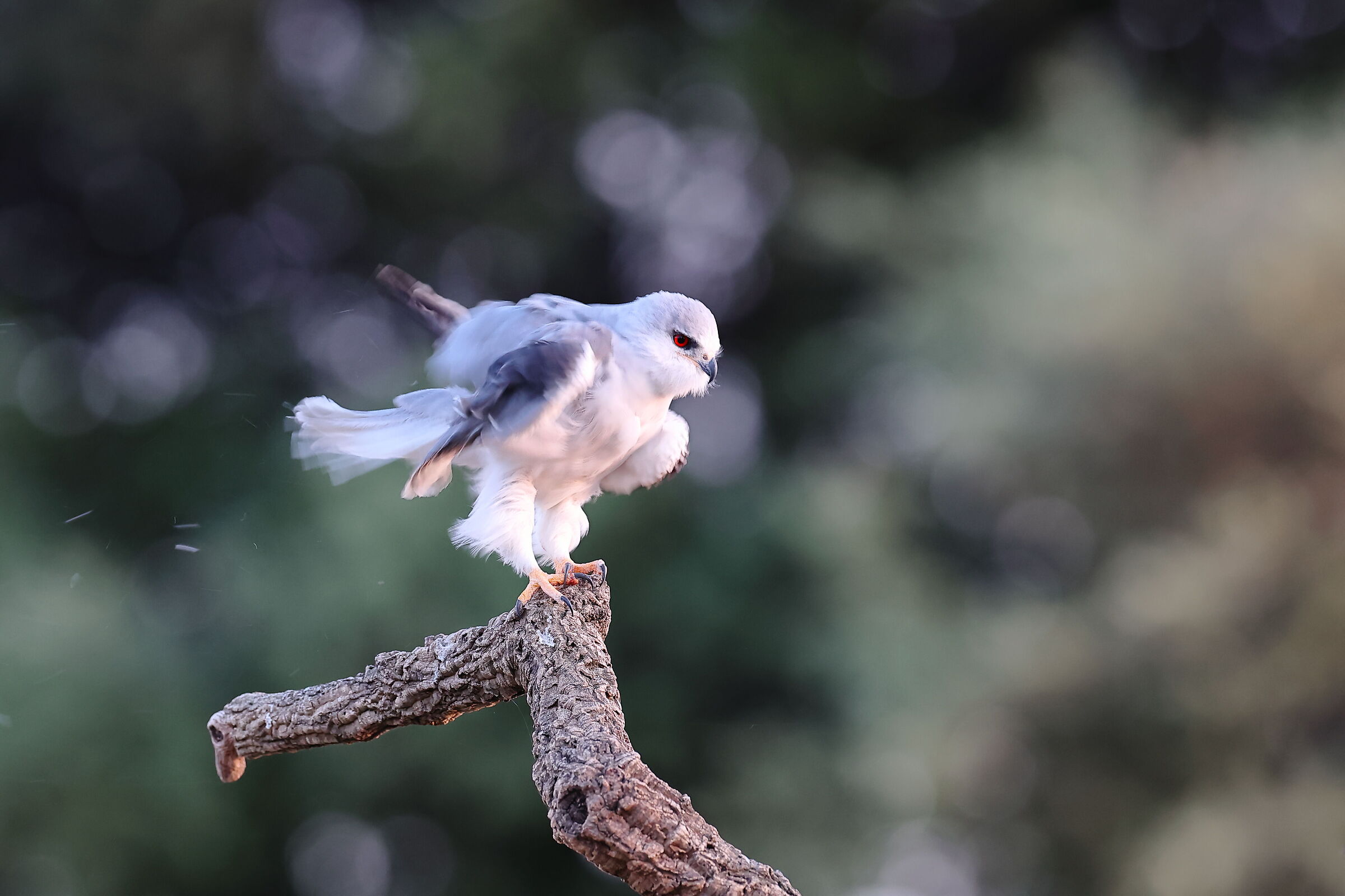 Nibbio Bianco femmina