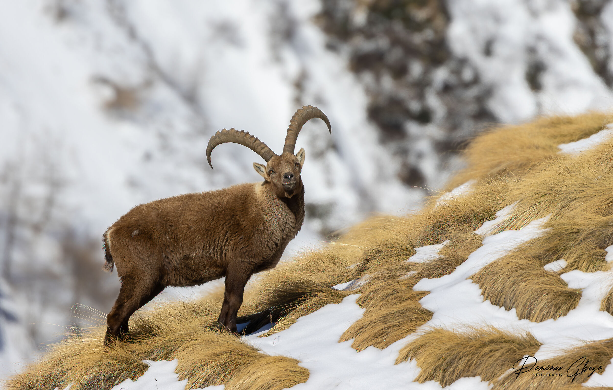 Ibex