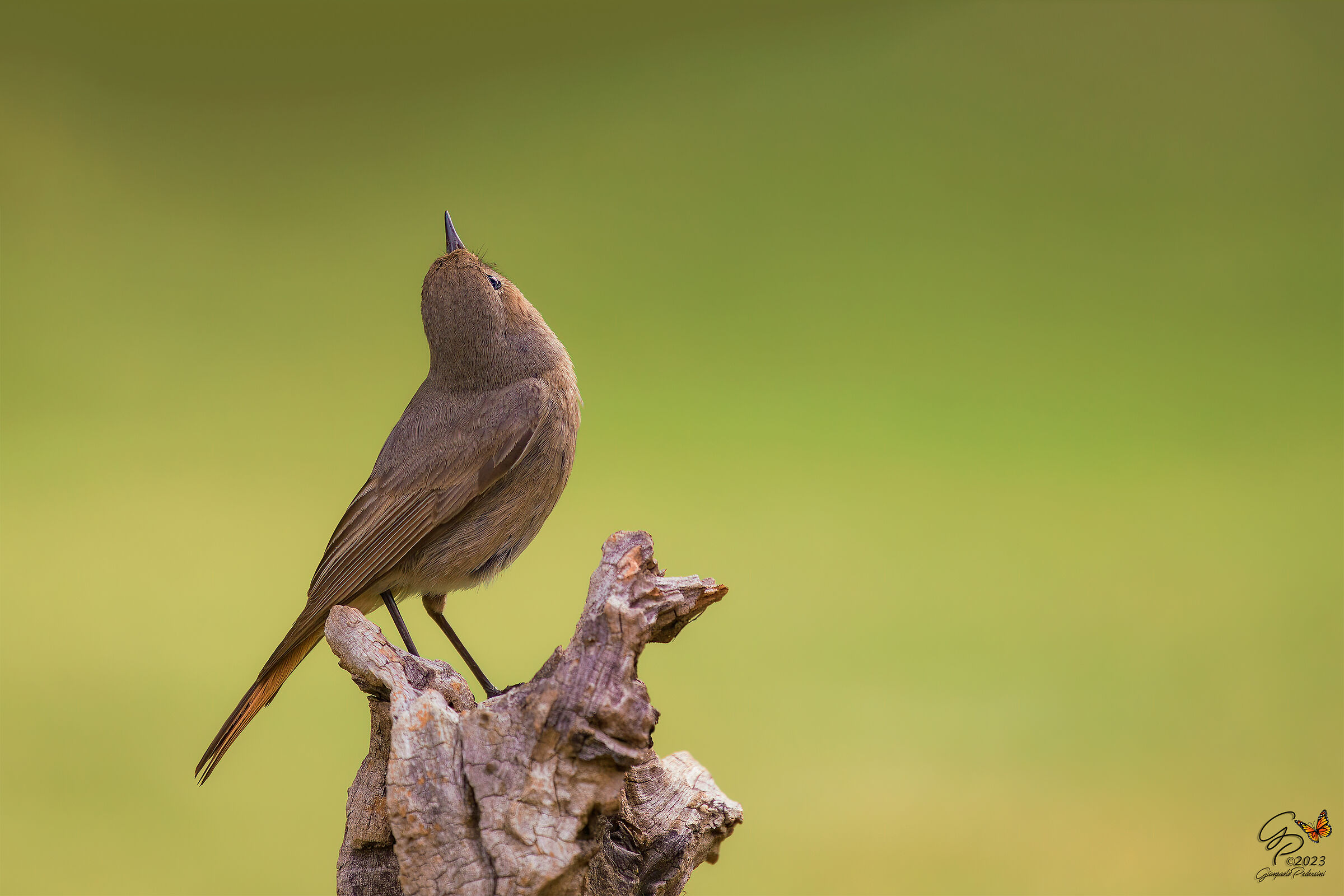Con lo sguardo al cielo