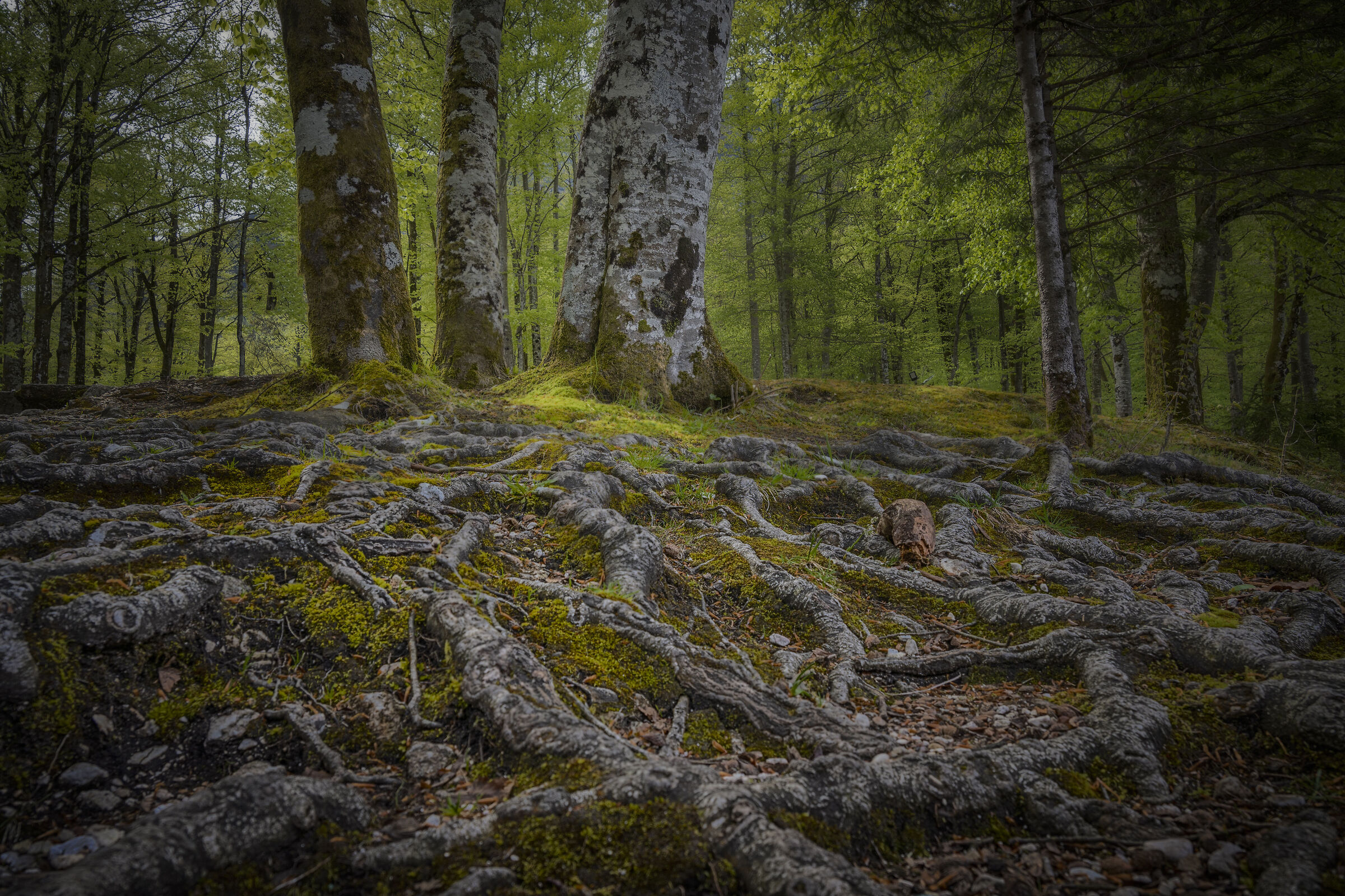 On the shores of Lake Bohinj Slovenia