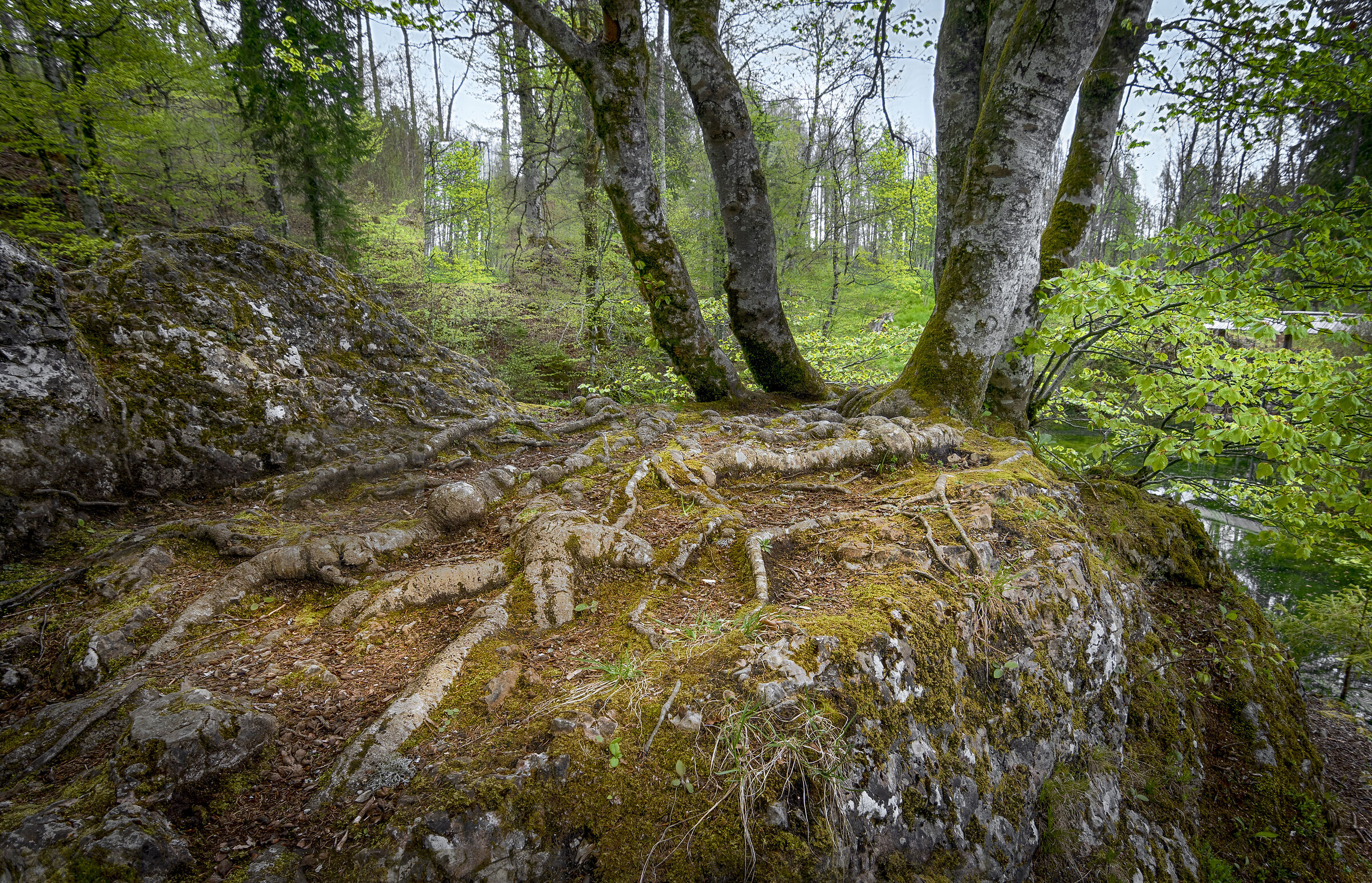 Sovenia near Sne?nik Castle