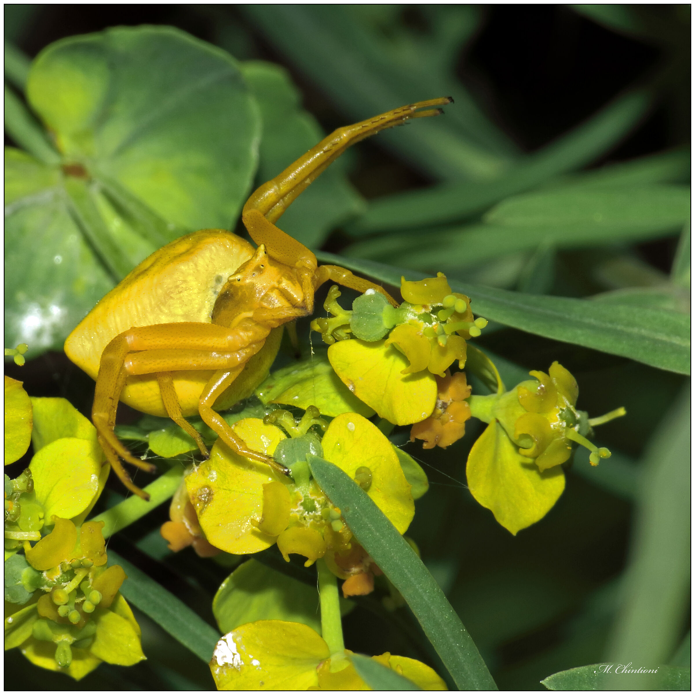 Thomisus Onustus (Crab Spider)