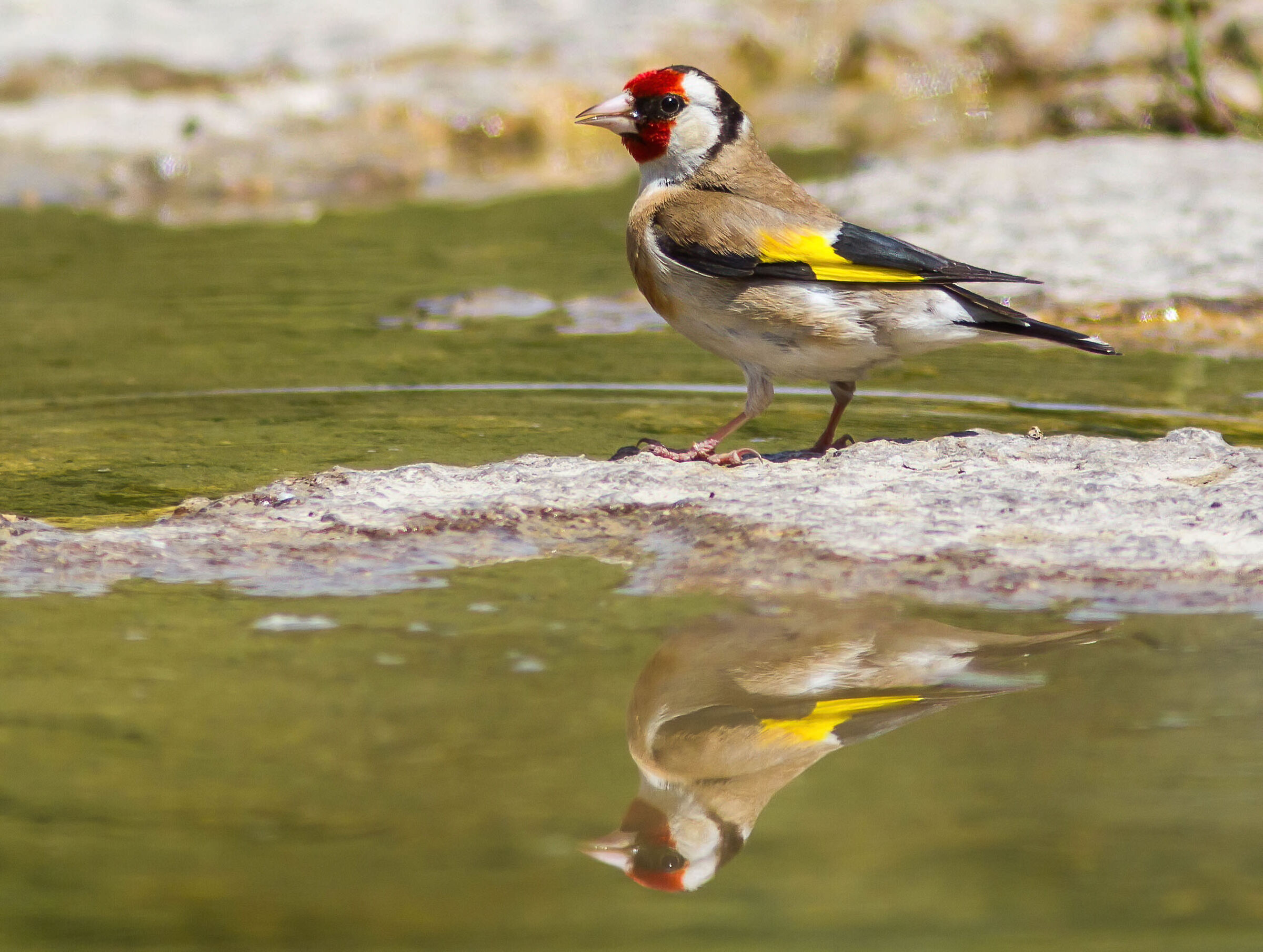 Other goldfinch
