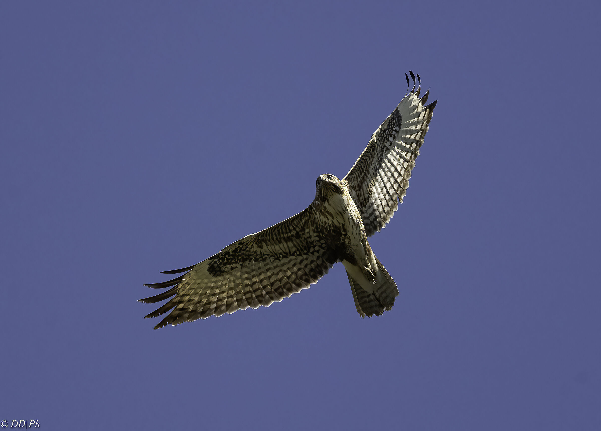 buzzard