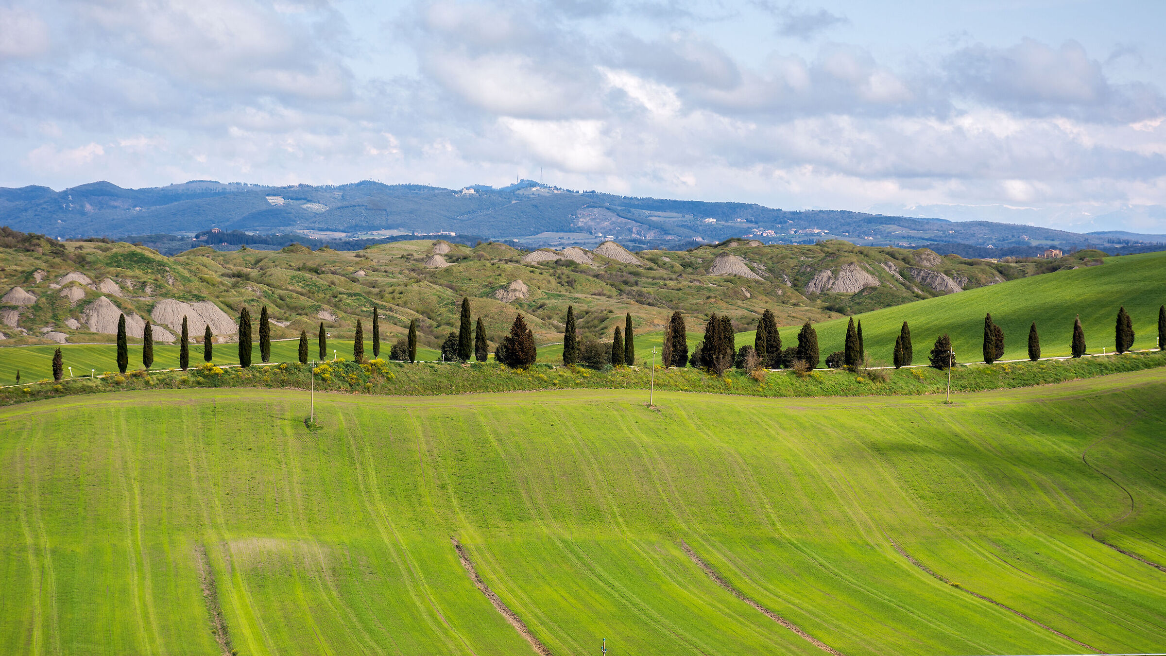 Il filare di cipressi
