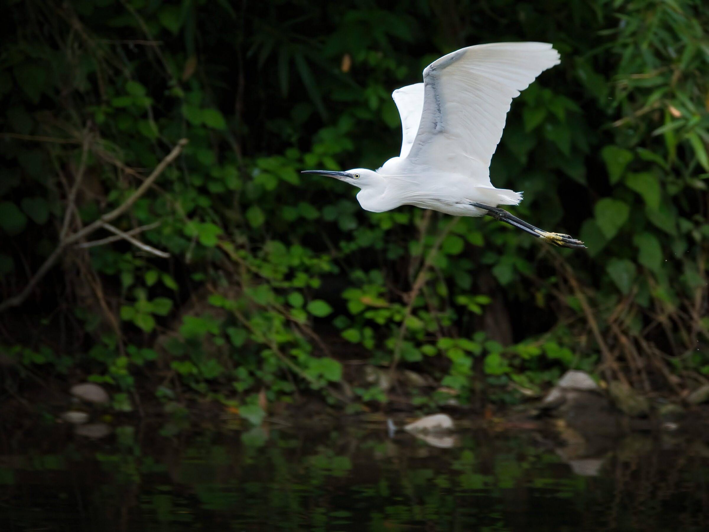 Egret