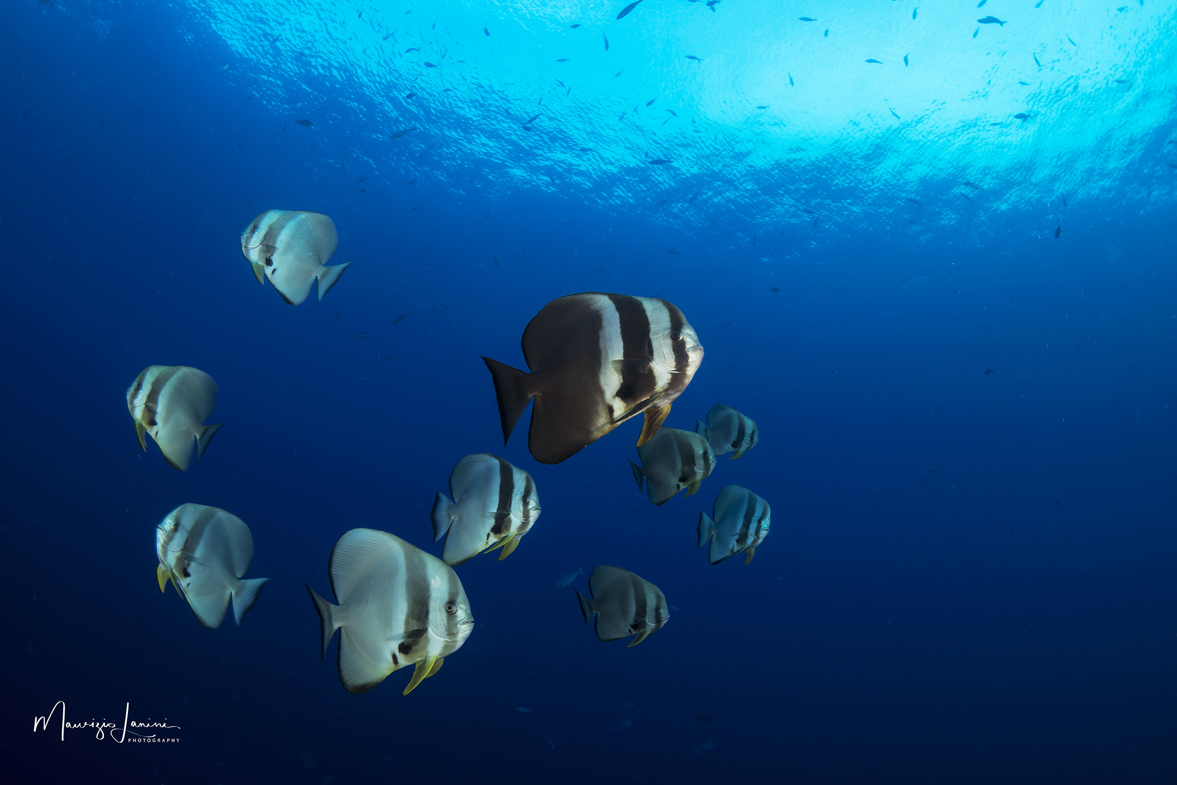 Batfish