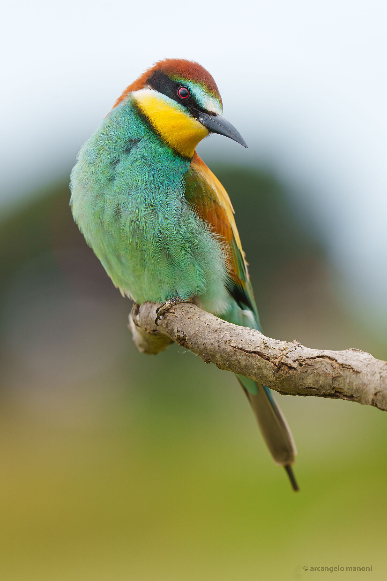 The look of the bee-eater