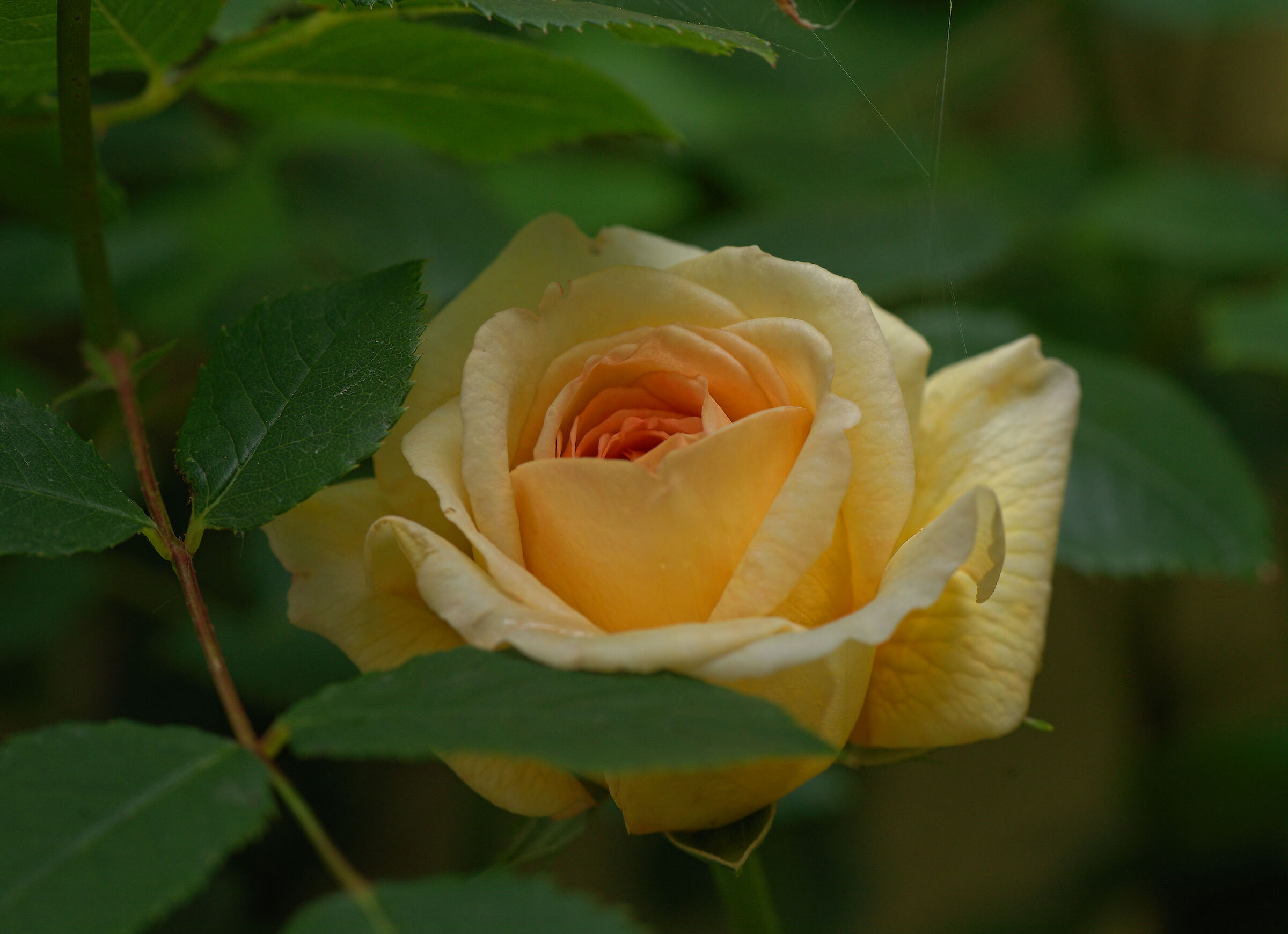 Rosa inglese