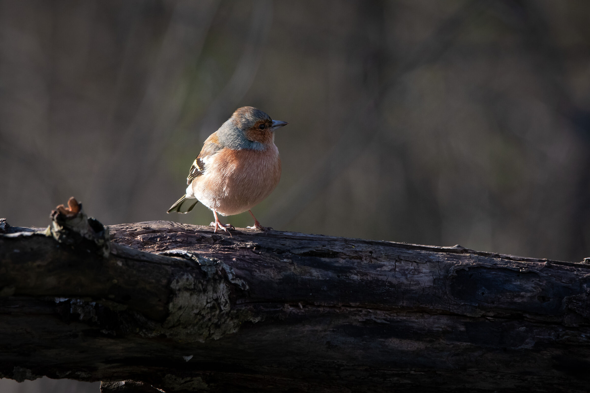 Chaffinch