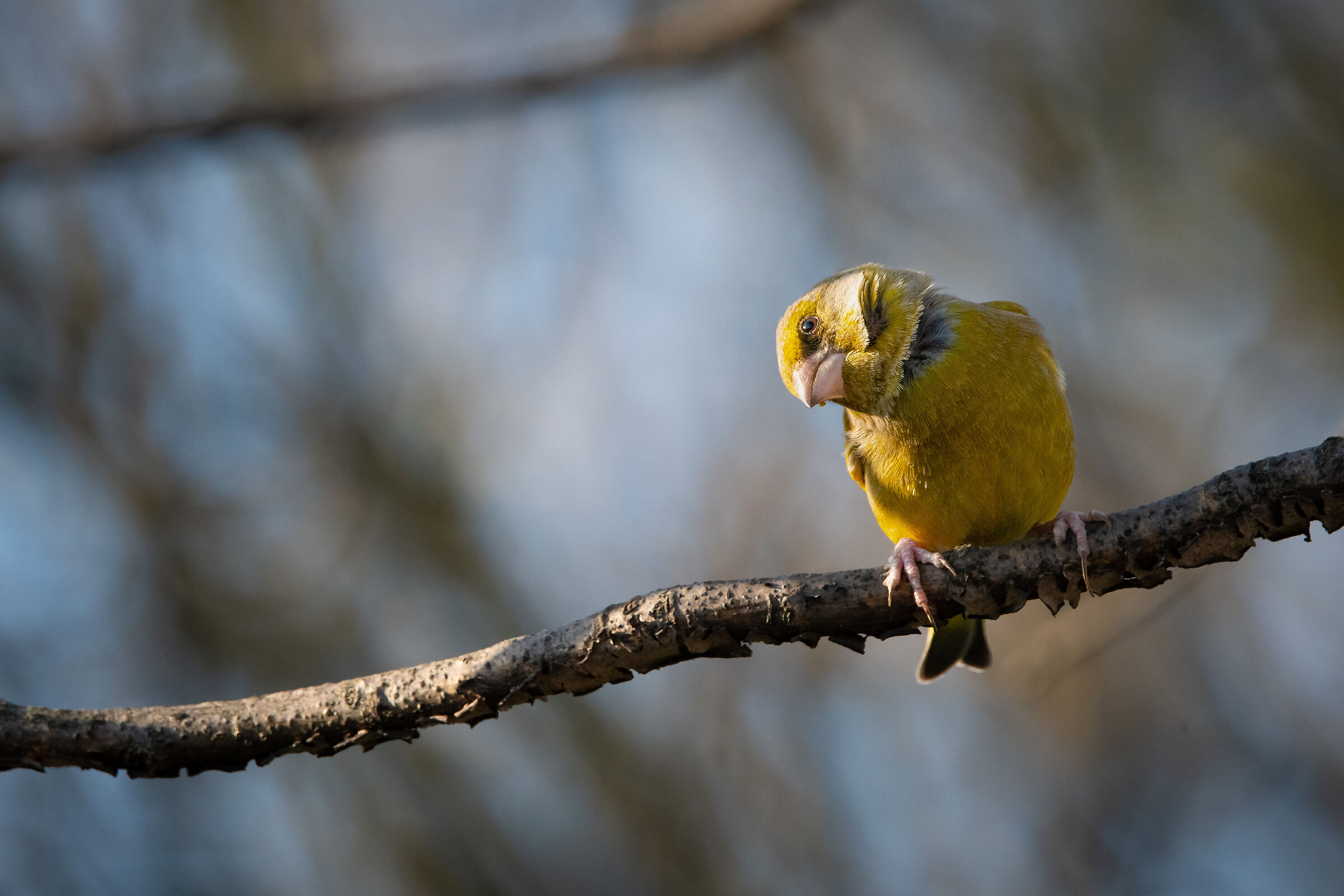 Greenfinch