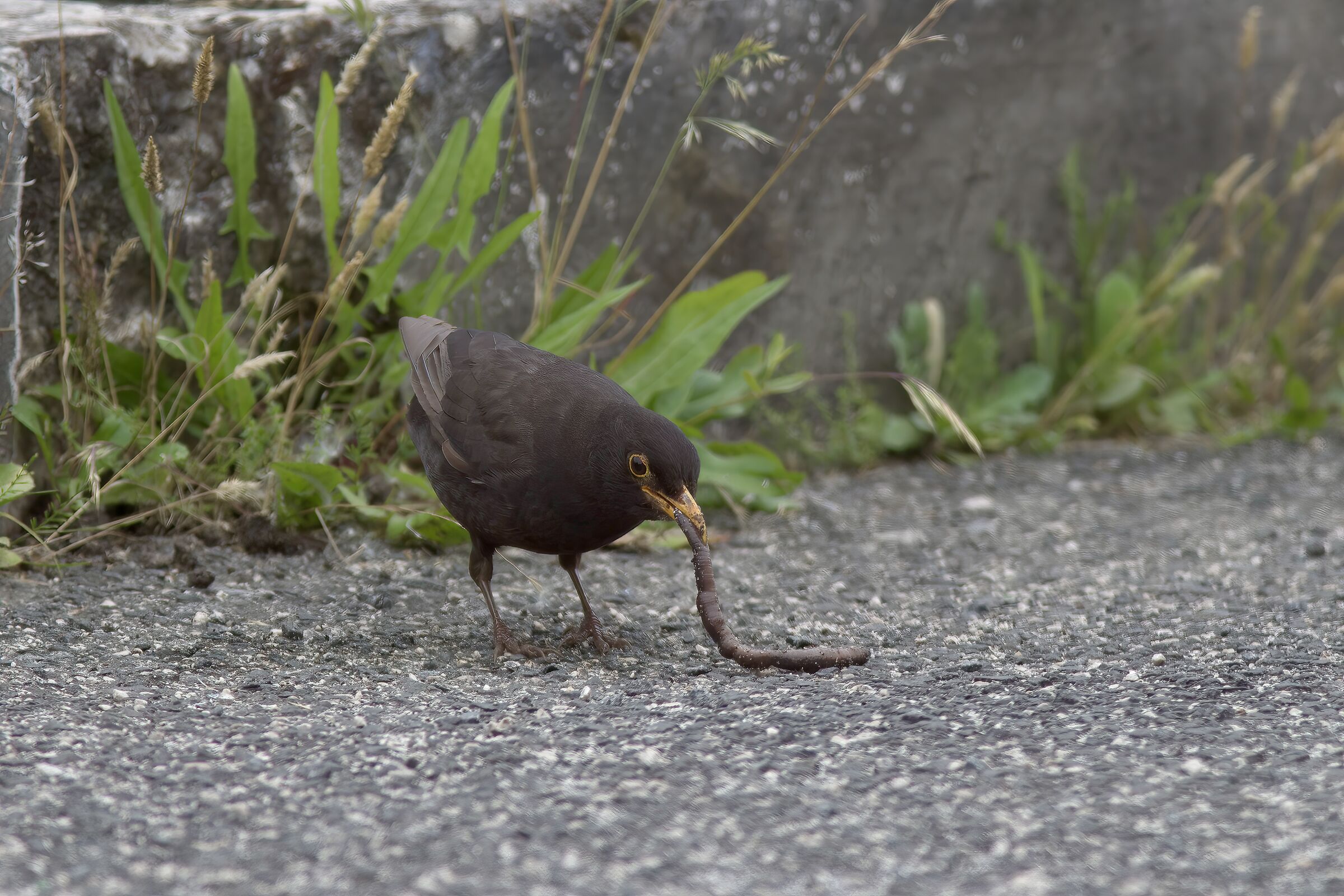 Blackbird with prey