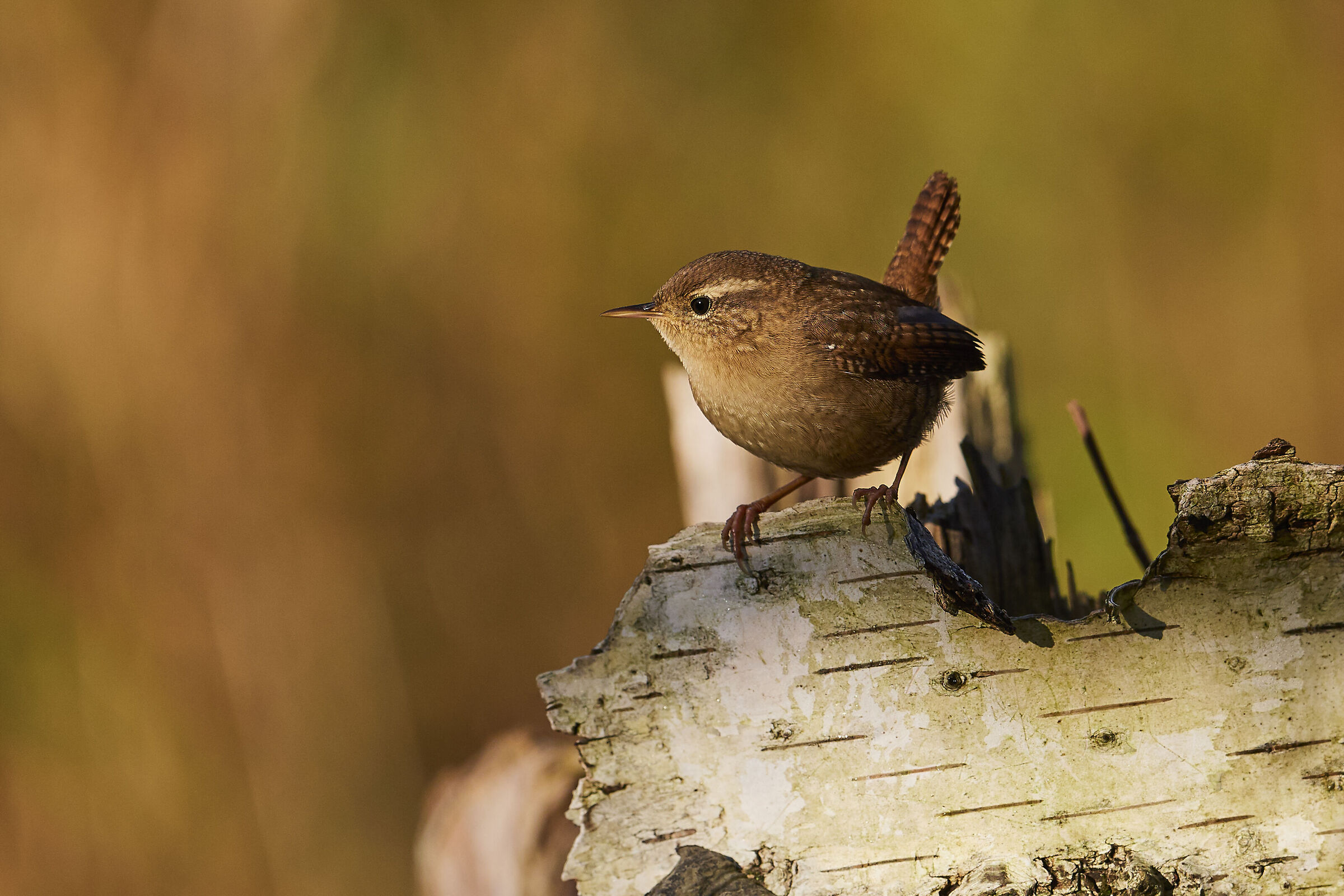 Scricciolo settentrionale ( Troglodyta troglodyta )