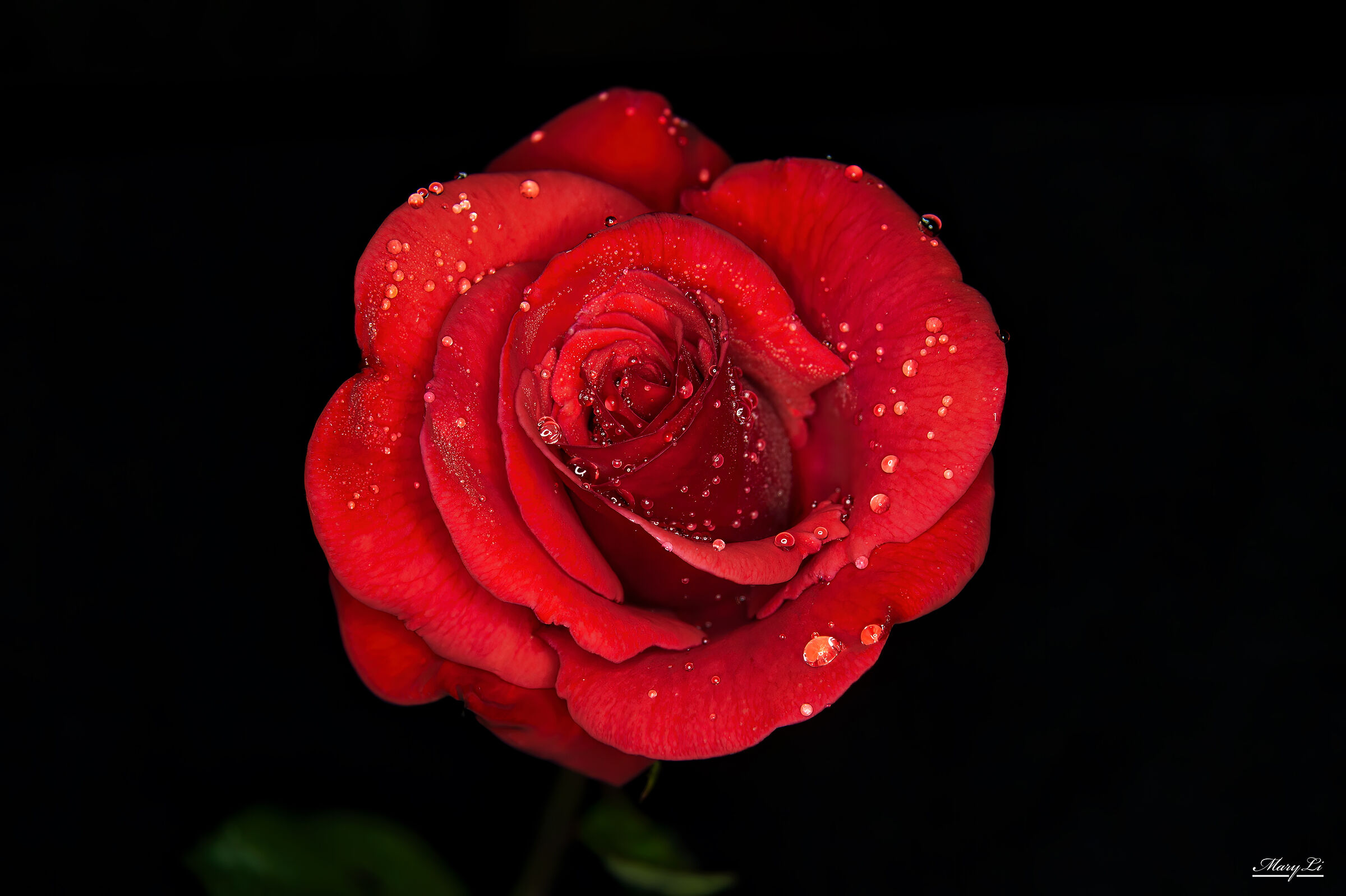 Rose with dew