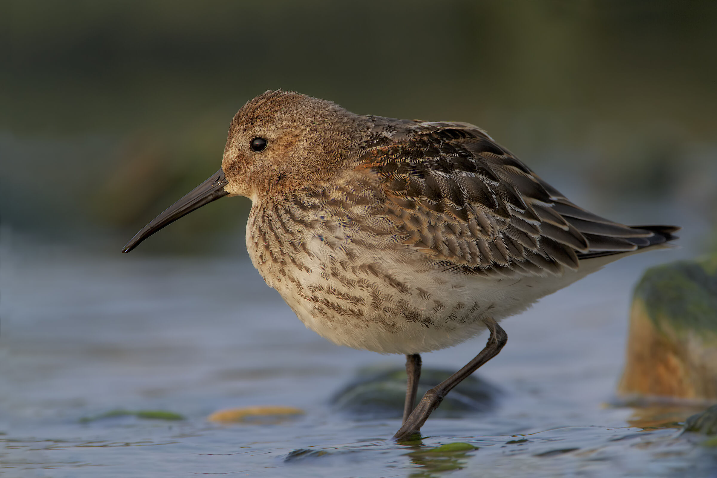 Dunlin