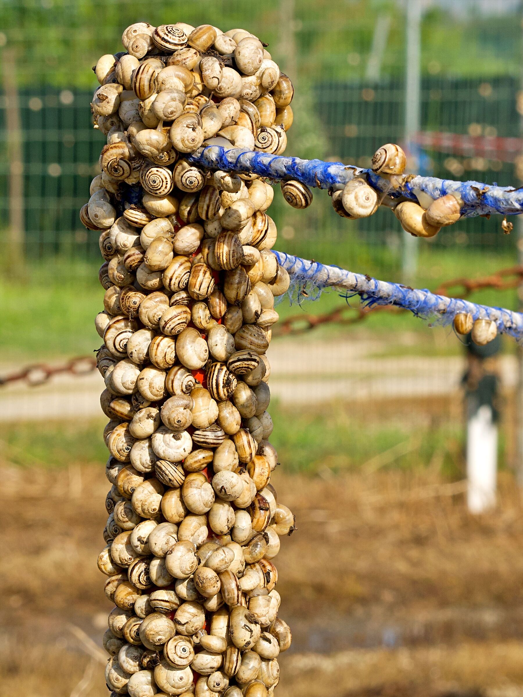 Vicini vicini "Bumbarelli"