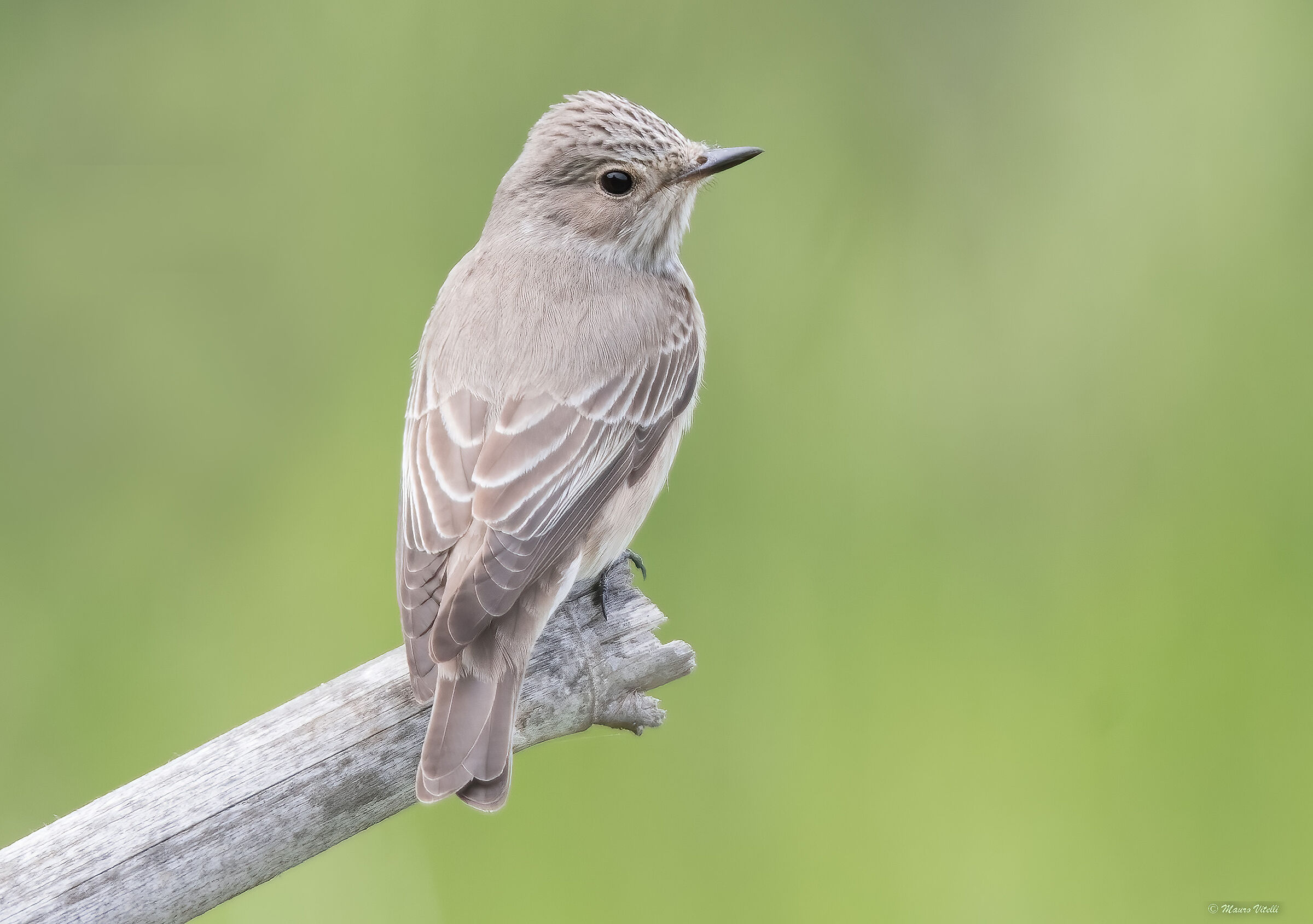 Flycatcher (Muscicapa striata)