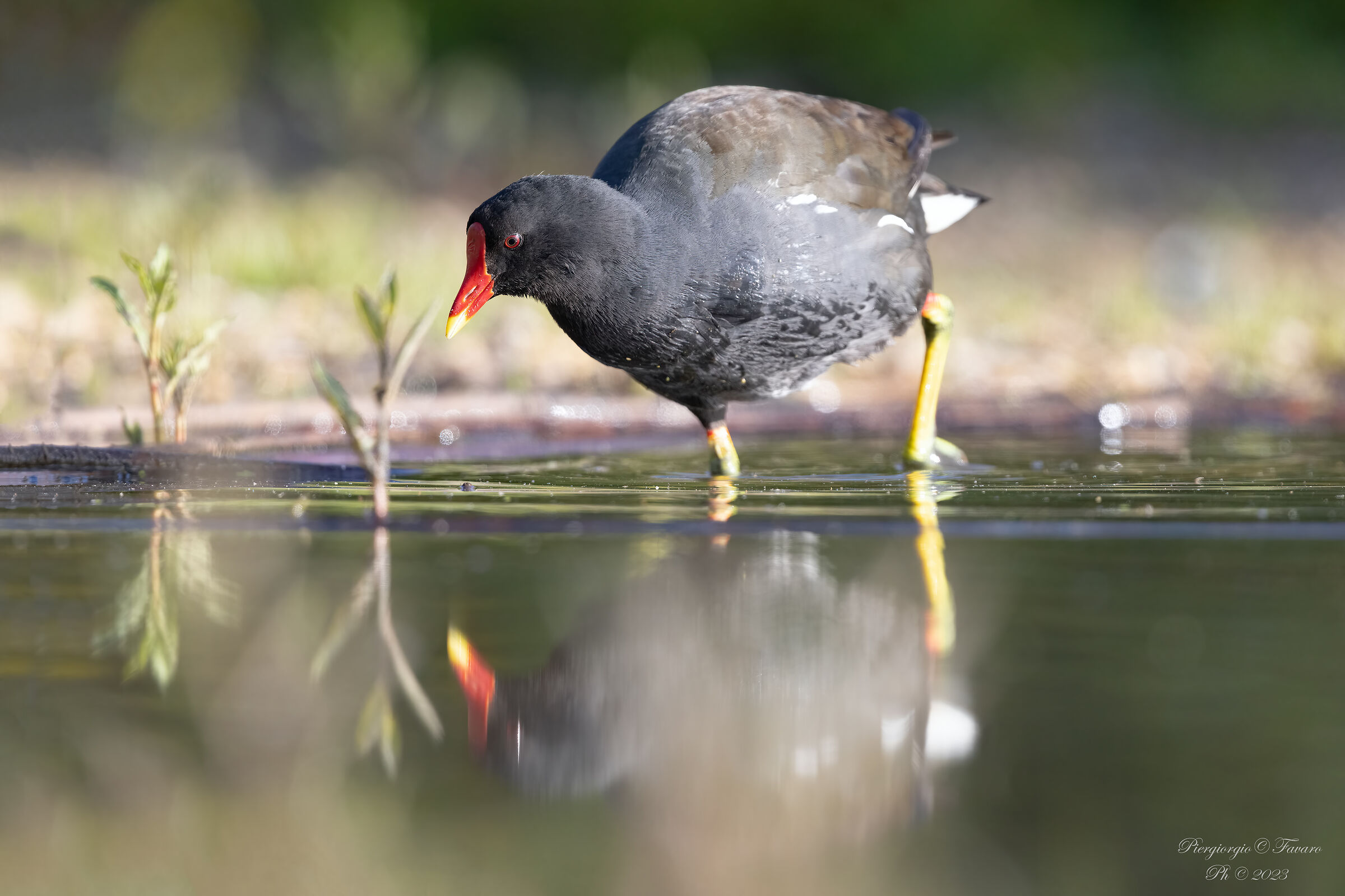 Moorhen