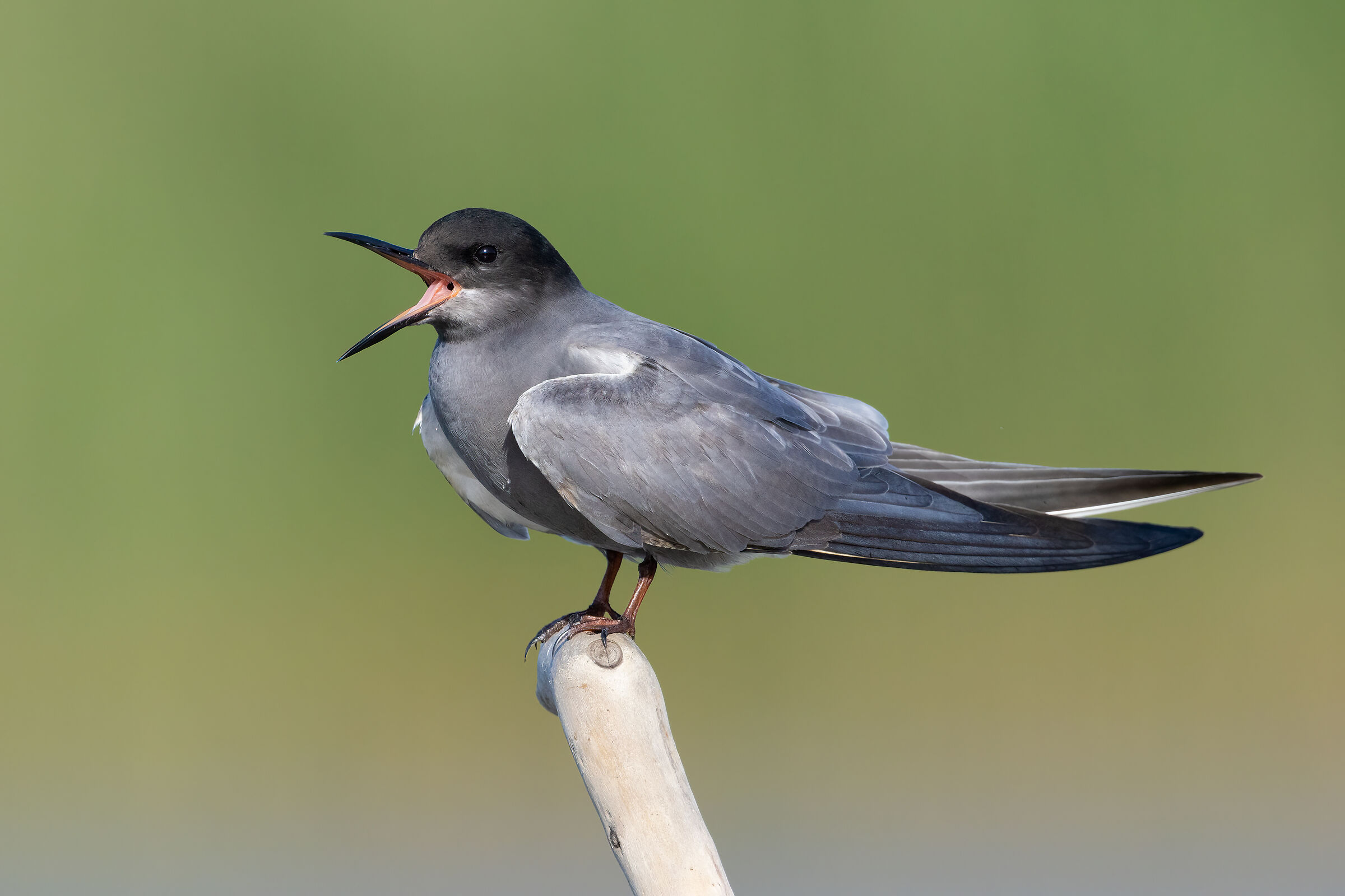 The common Mignattino