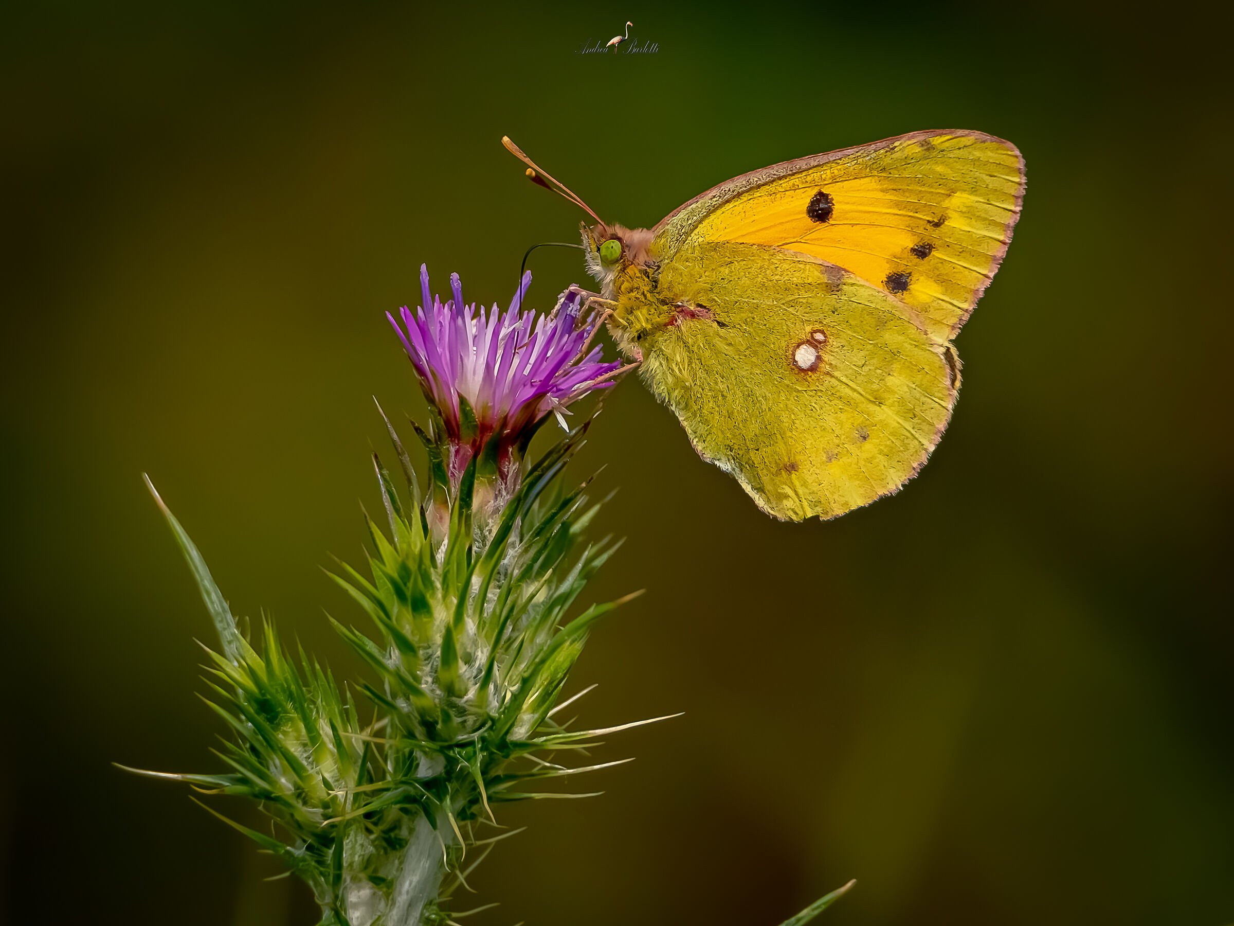 Colias Crocea on Carduus pycnocephalus L