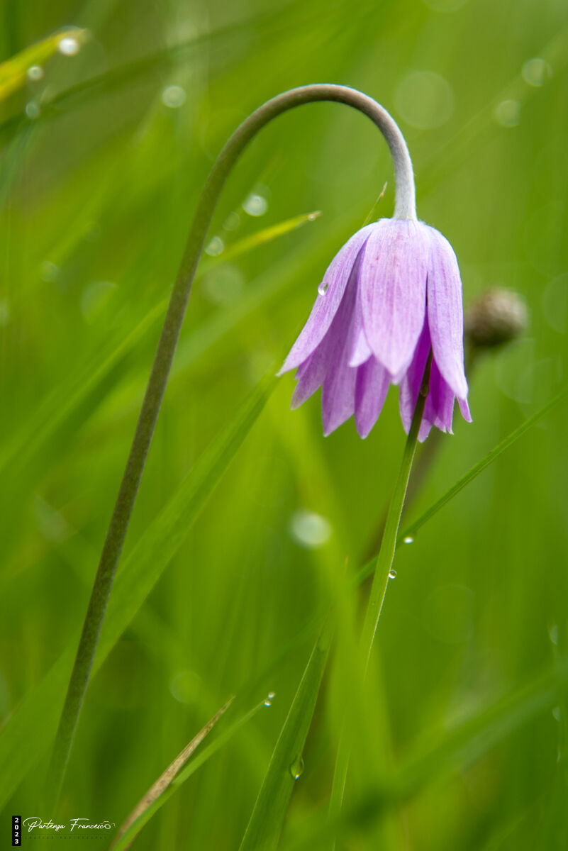 Spring Flowers