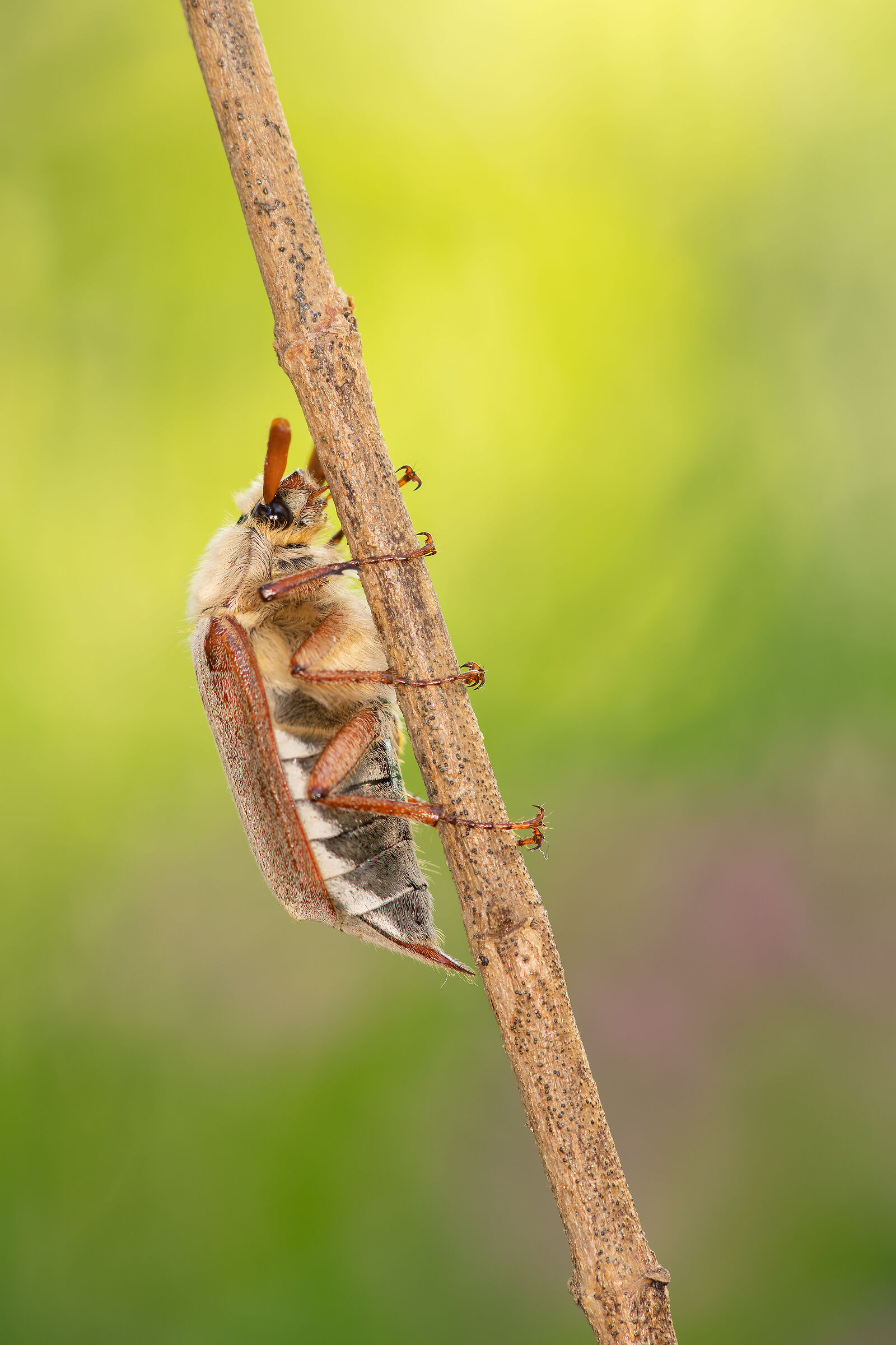È tornato il maggiolino