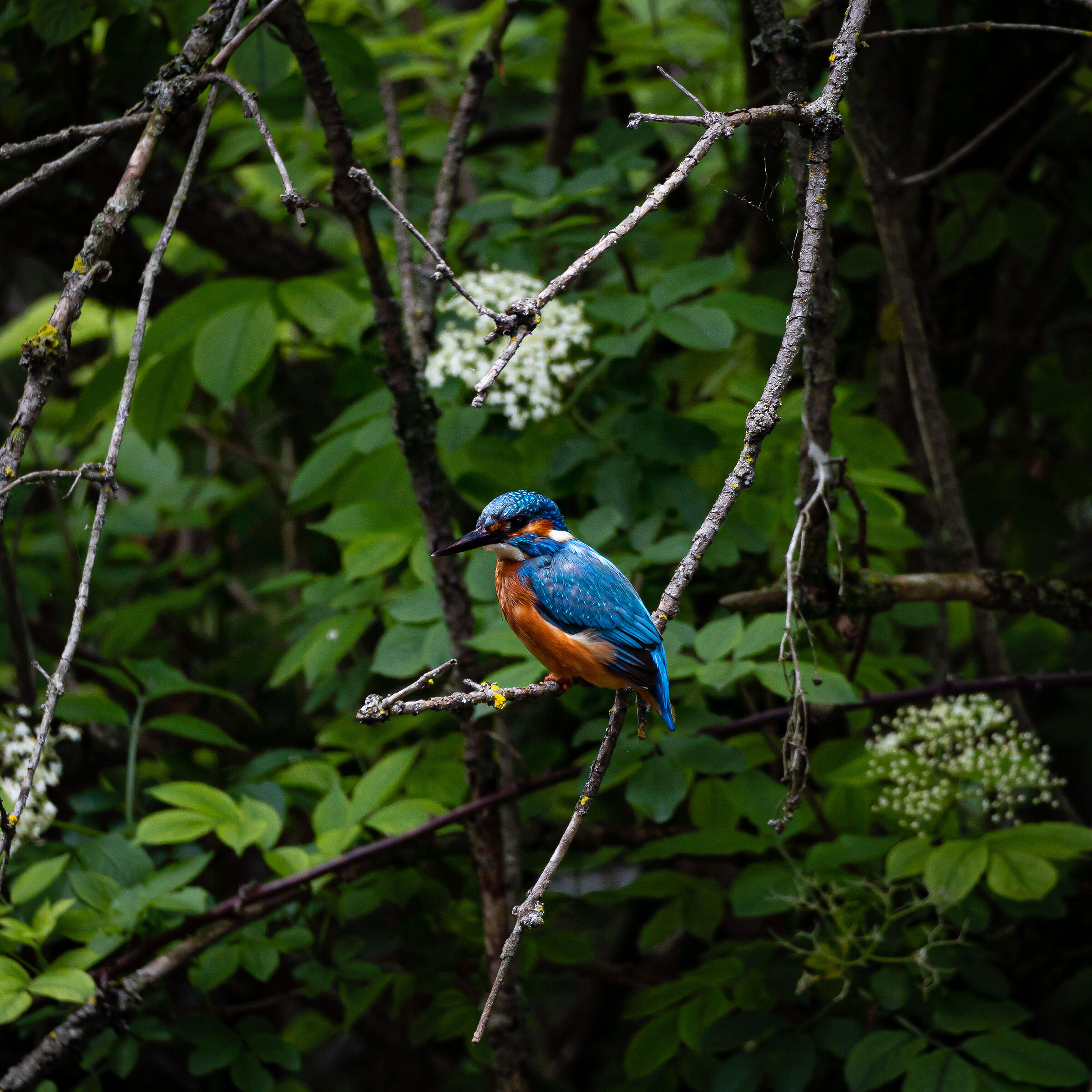 Ritratto di Martin Pescatore