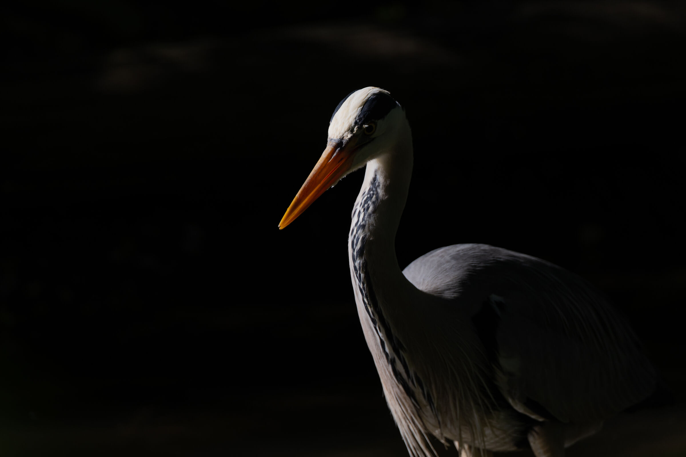 Lights and Shadows Airone Cenerino - Imbersago (LC)