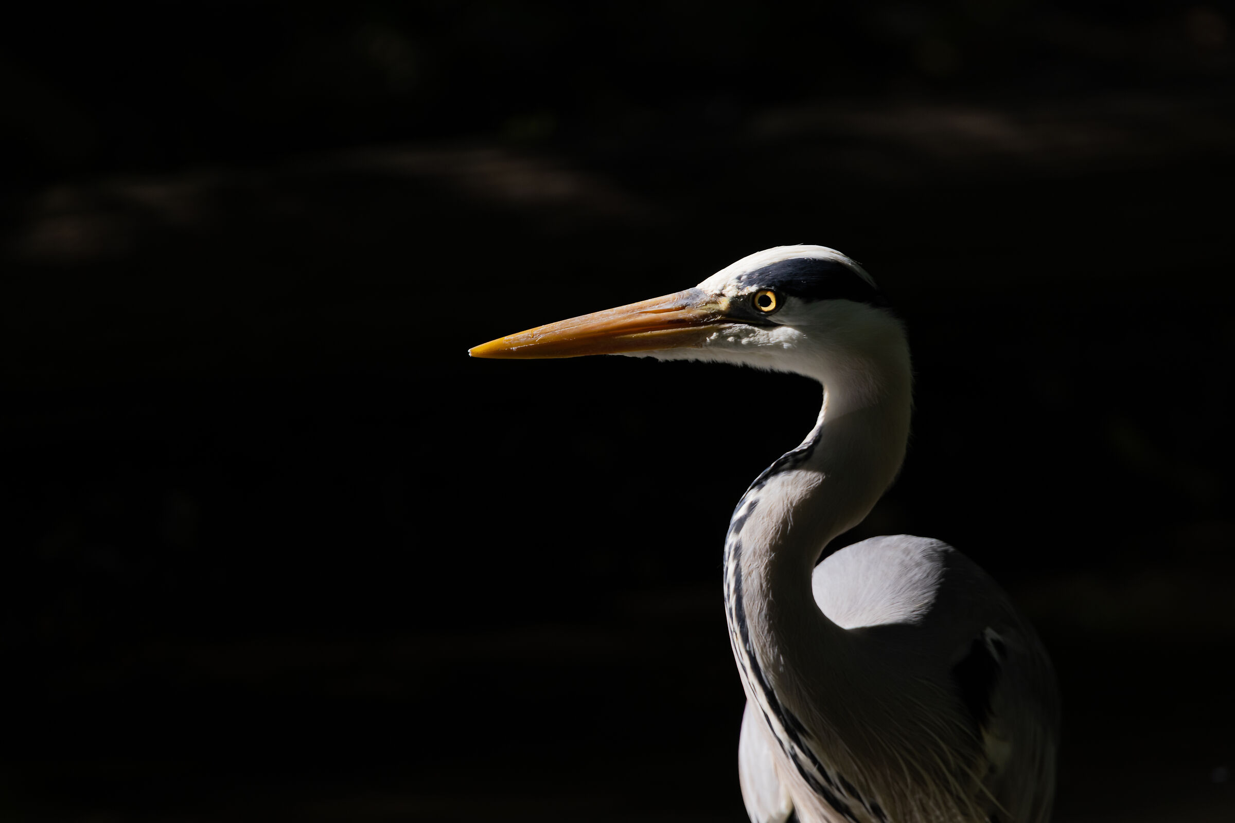 Lights and Shadows Airone Cenerino - Imbersago (LC)