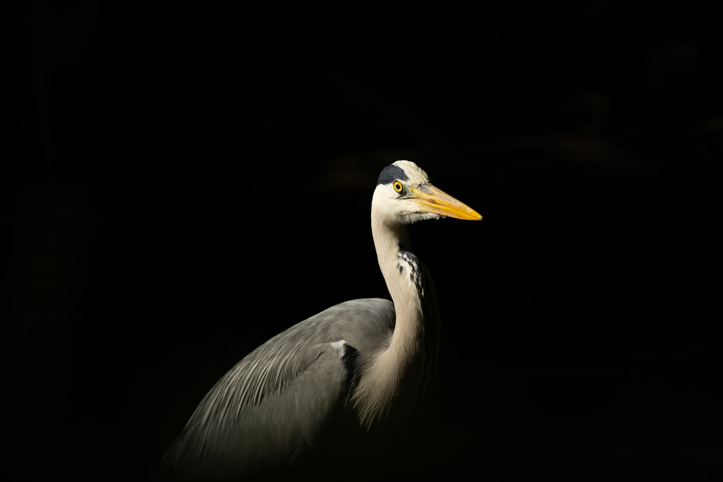 Lights and Shadows Airone Cenerino - Imbersago (LC)
