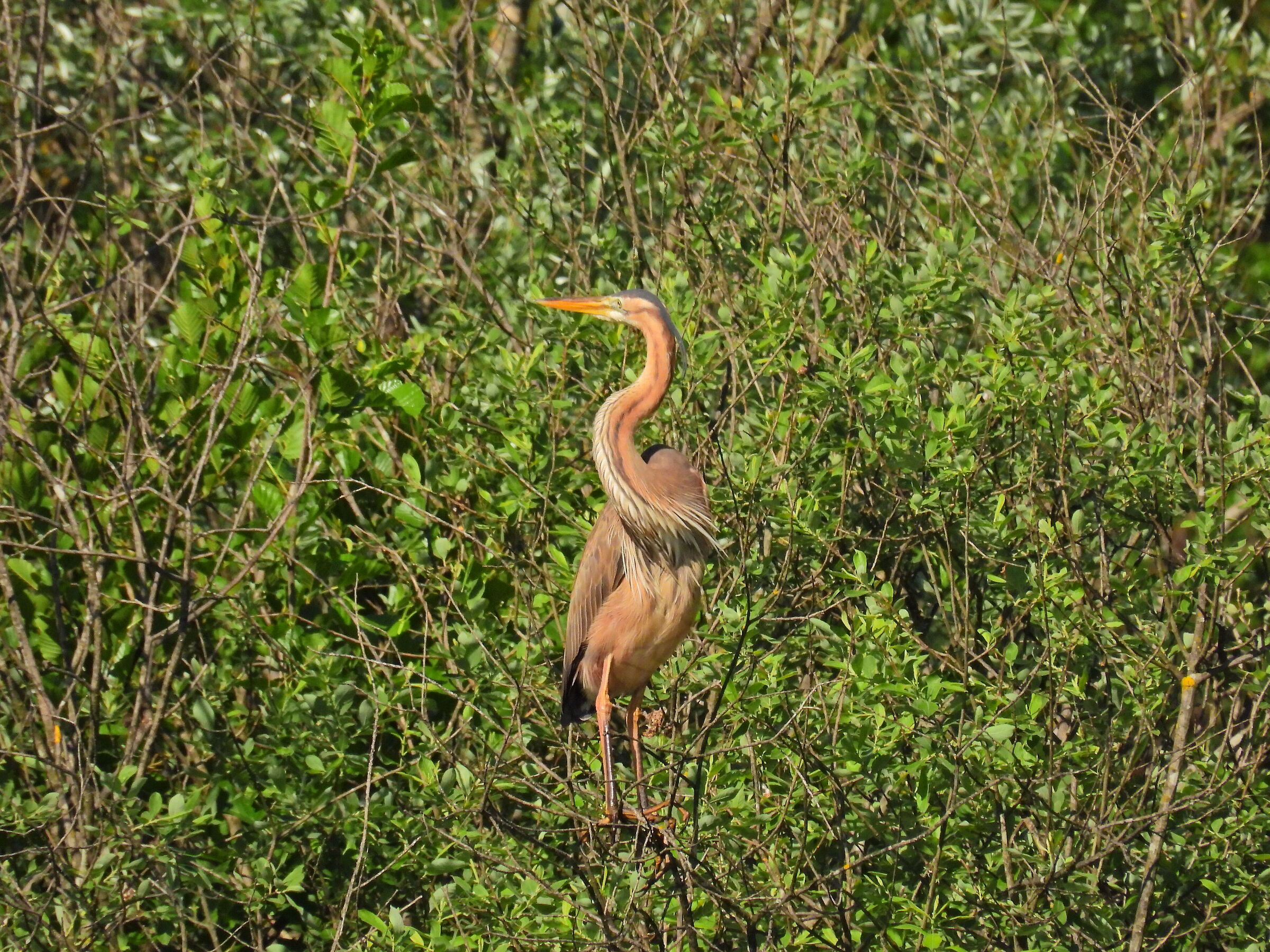 Twisted purple heron