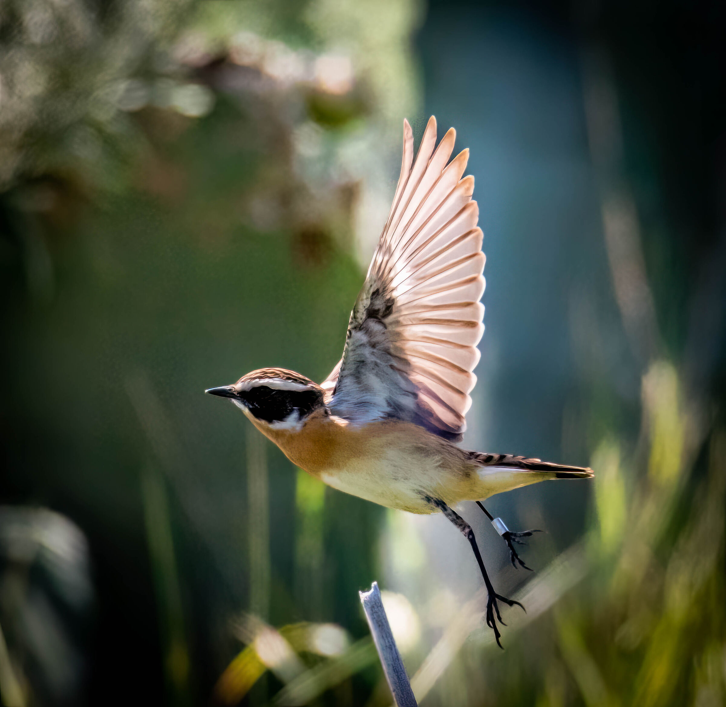Whinchat