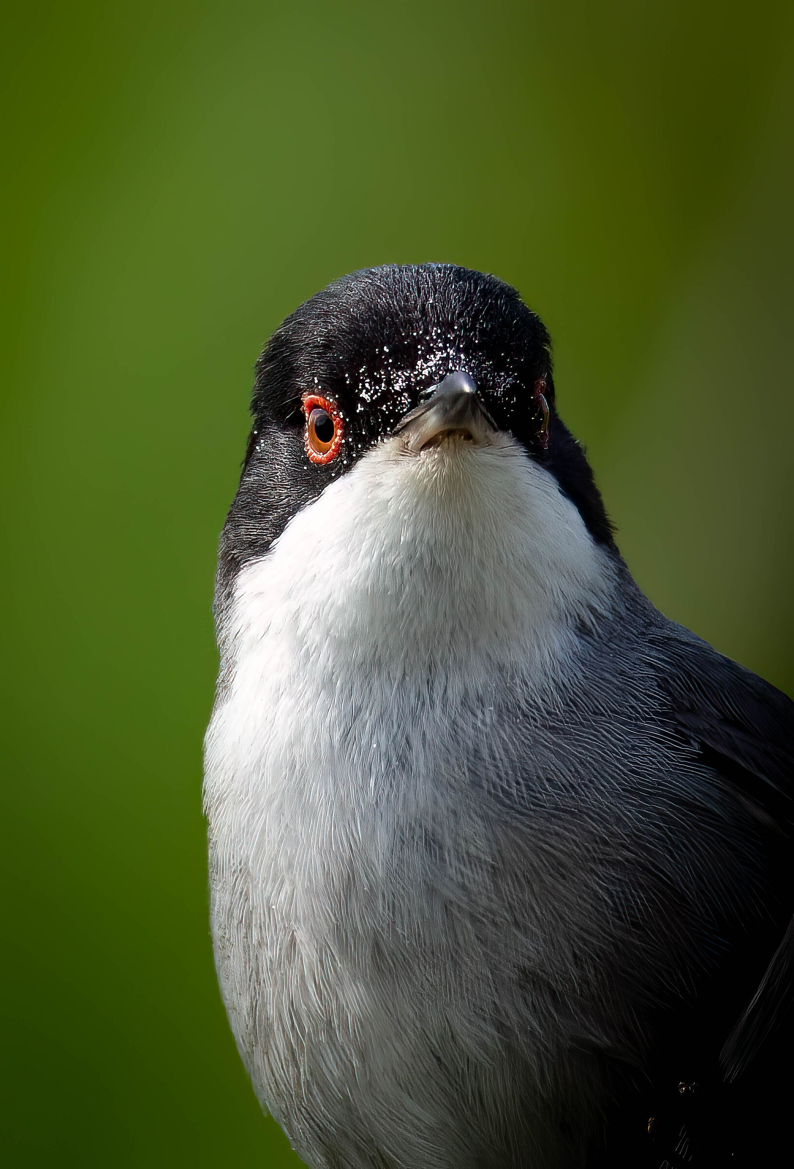 Sardinian warbler