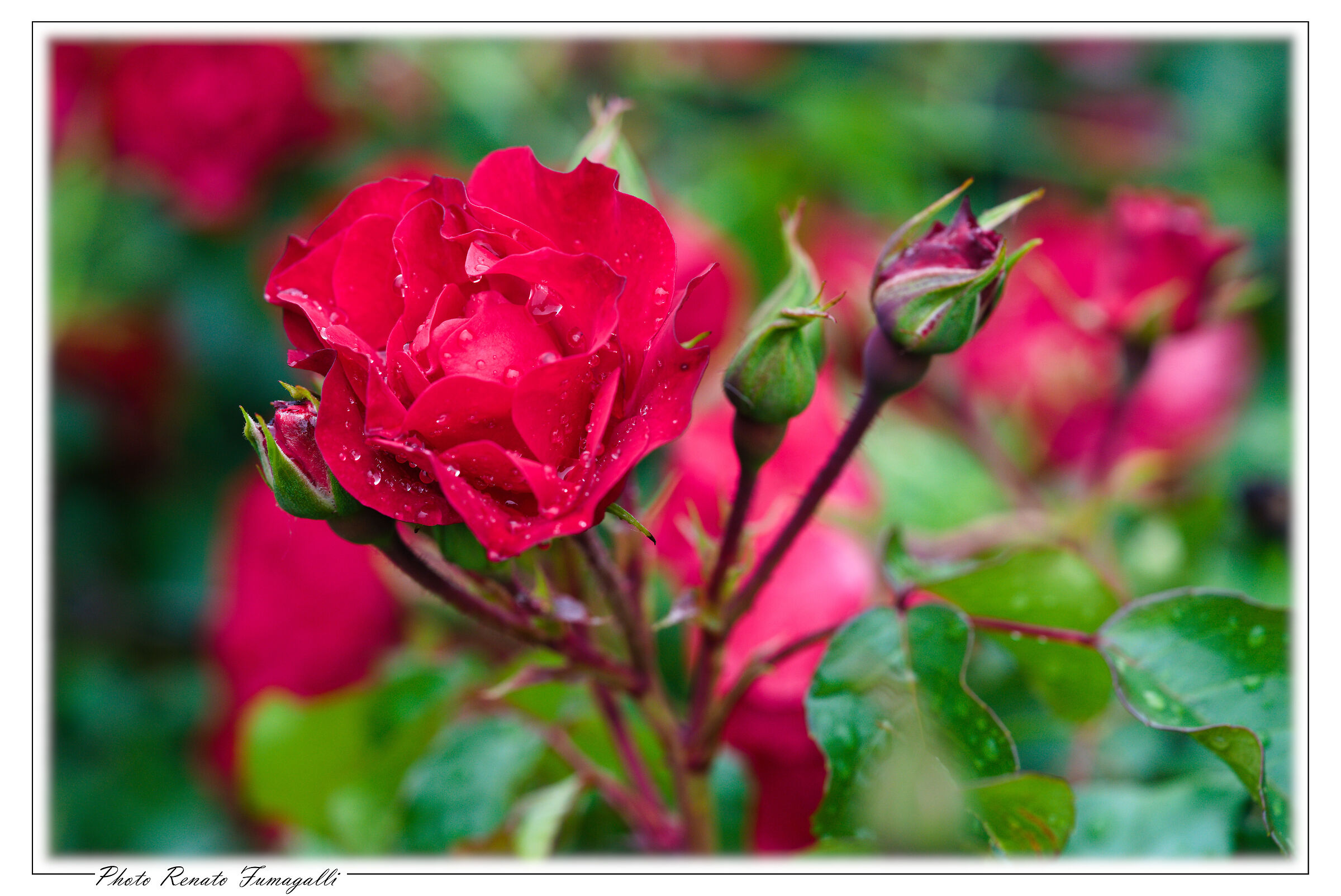 Roses