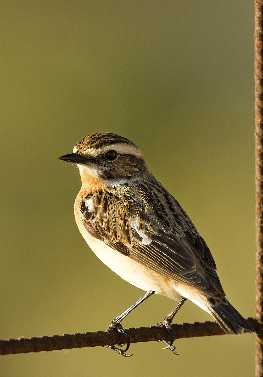 whinchat